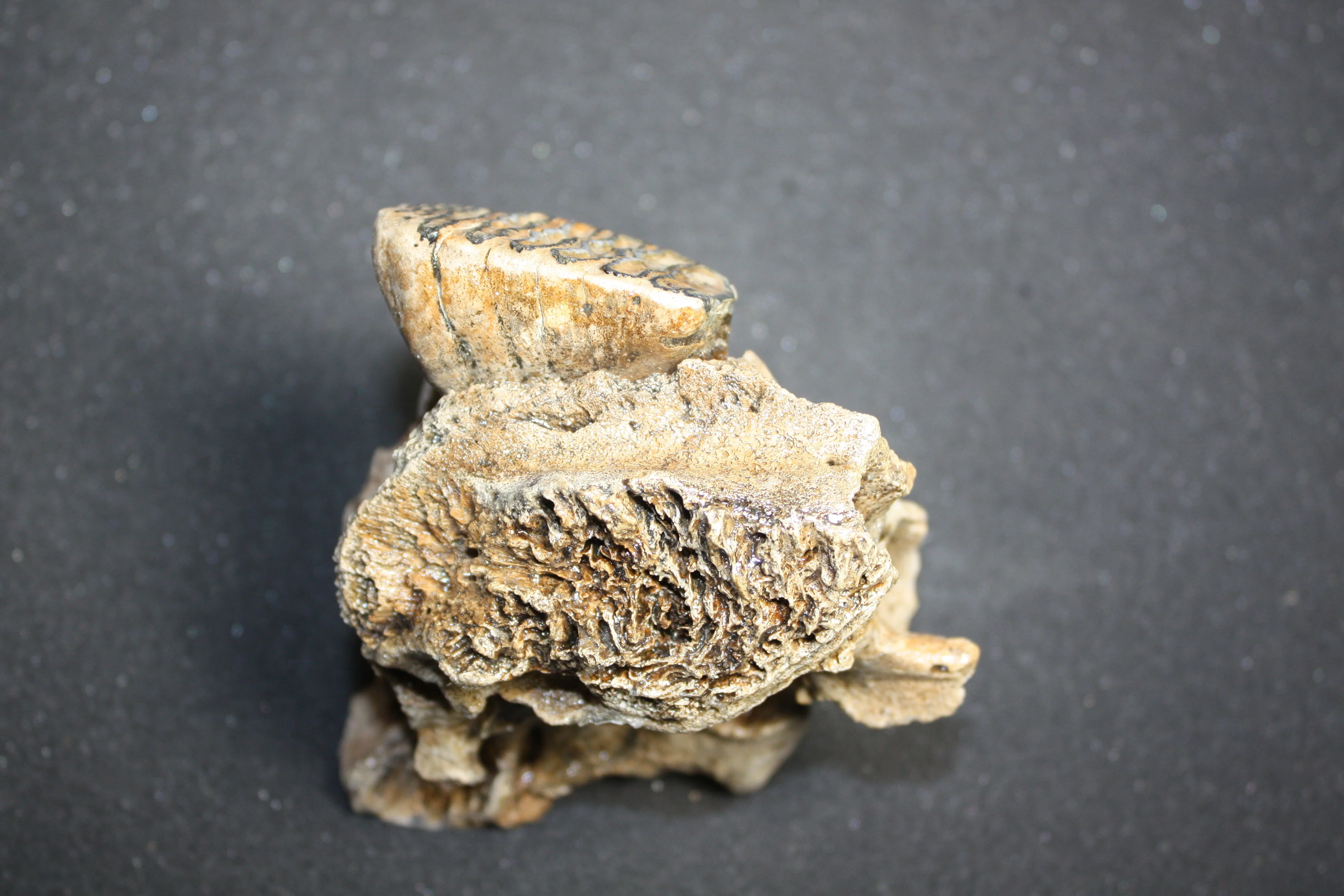 Rare Baby Woolly Mammoth Jaw with P3 Tooth, Holland - Image 5