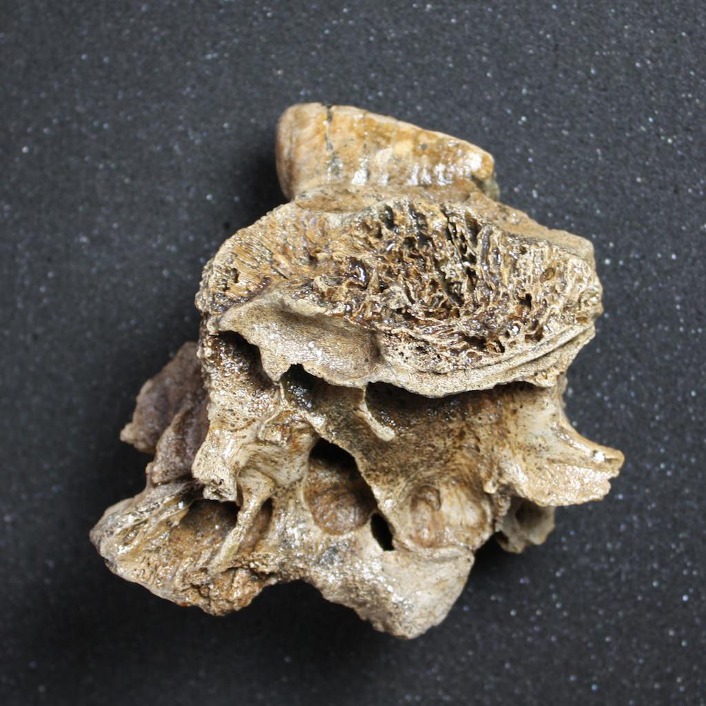 Rare Baby Woolly Mammoth Jaw with P3 Tooth, Holland - Image 6