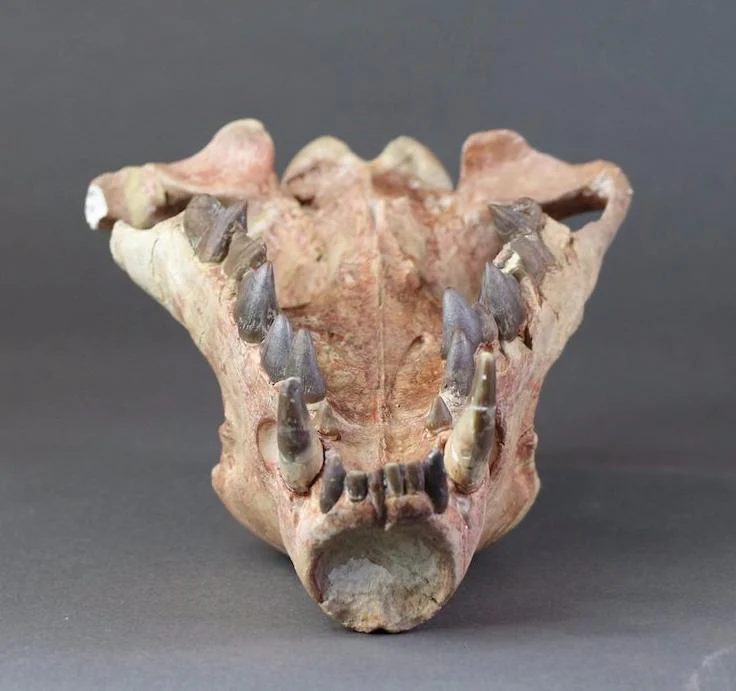 Hyaenodon horridus Skull - 11 inches - Image 10