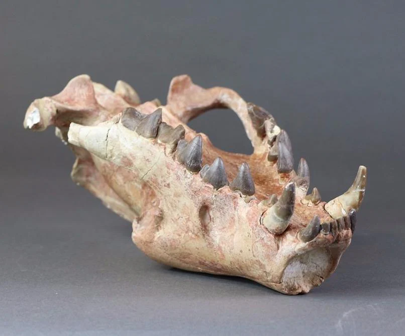 Hyaenodon horridus Skull - 11 inches - Image 11