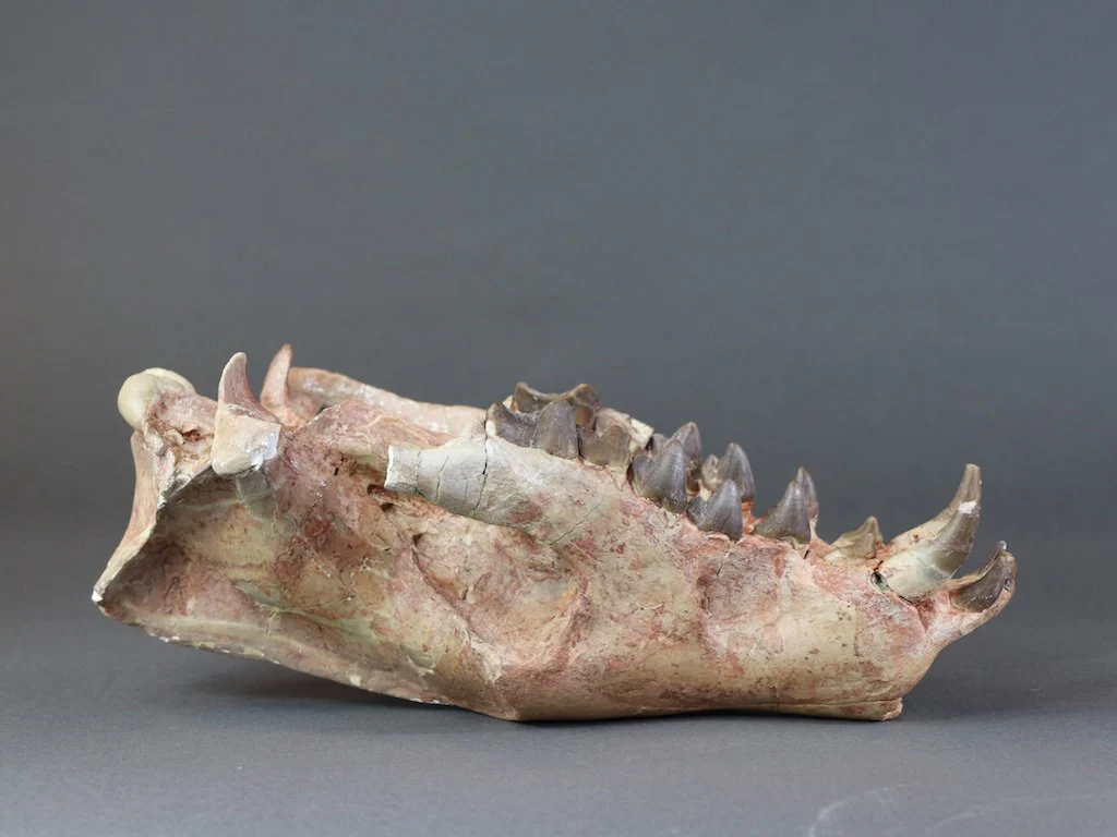 Hyaenodon horridus Skull - 11 inches - Image 12