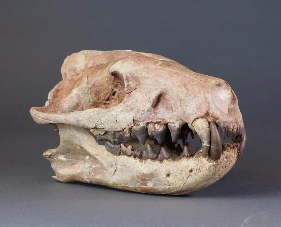 Hyaenodon horridus Skull - 11 inches - Image 3