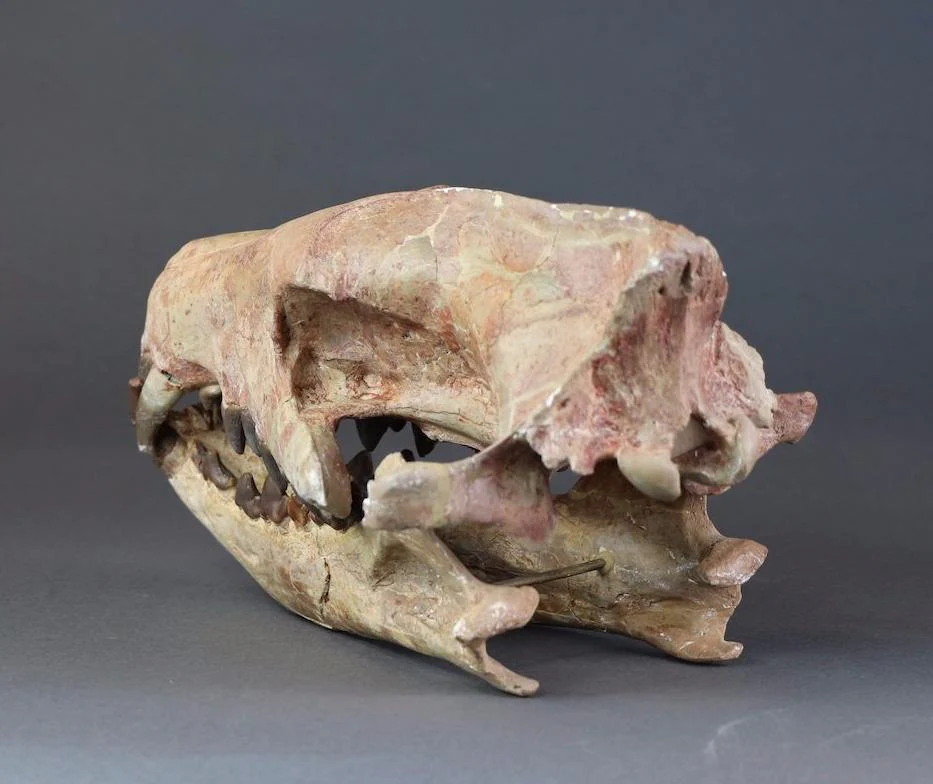 Hyaenodon horridus Skull - 11 inches - Image 4