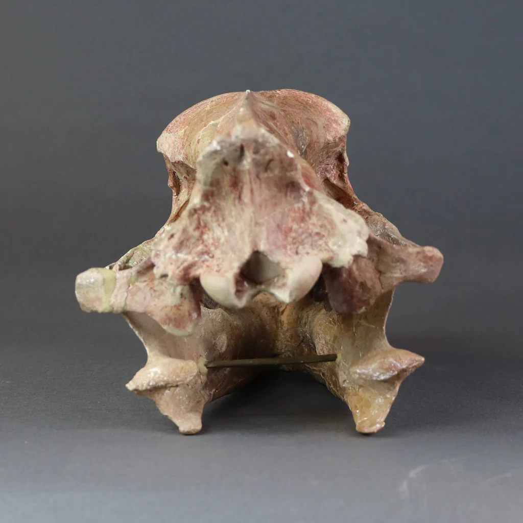 Hyaenodon horridus Skull - 11 inches - Image 5