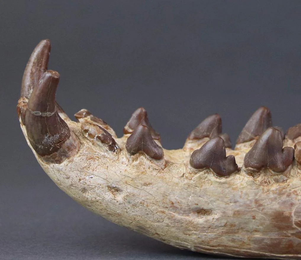 Hyaenodon horridus Skull - 11 inches - Image 6