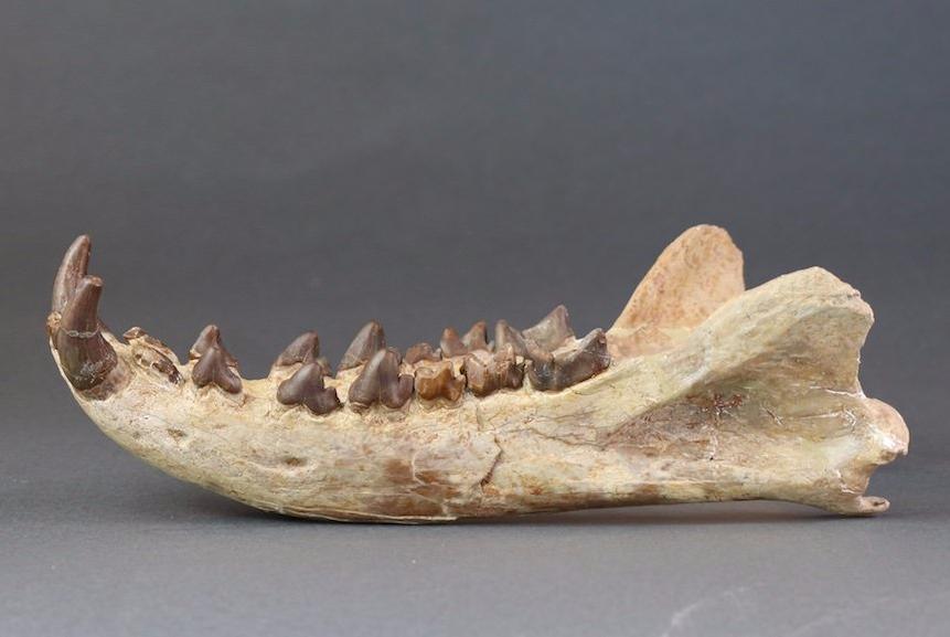 Hyaenodon horridus Skull - 11 inches - Image 7