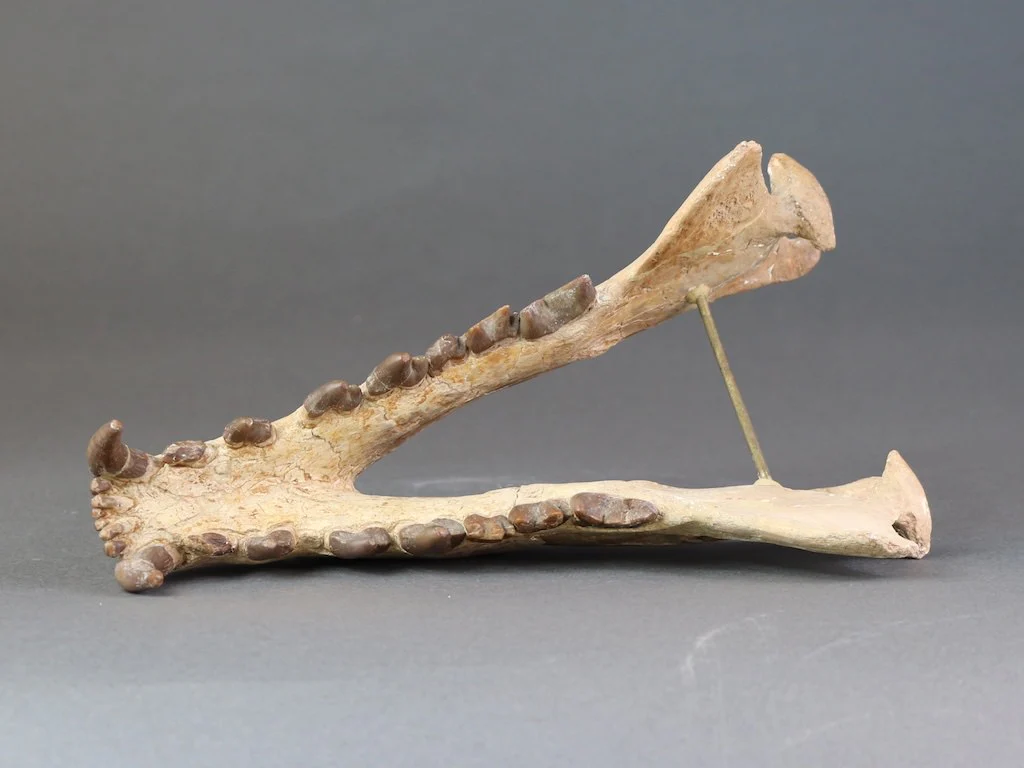 Hyaenodon horridus Skull - 11 inches - Image 8