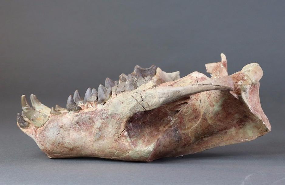 Hyaenodon horridus Skull - 11 inches - Image 9