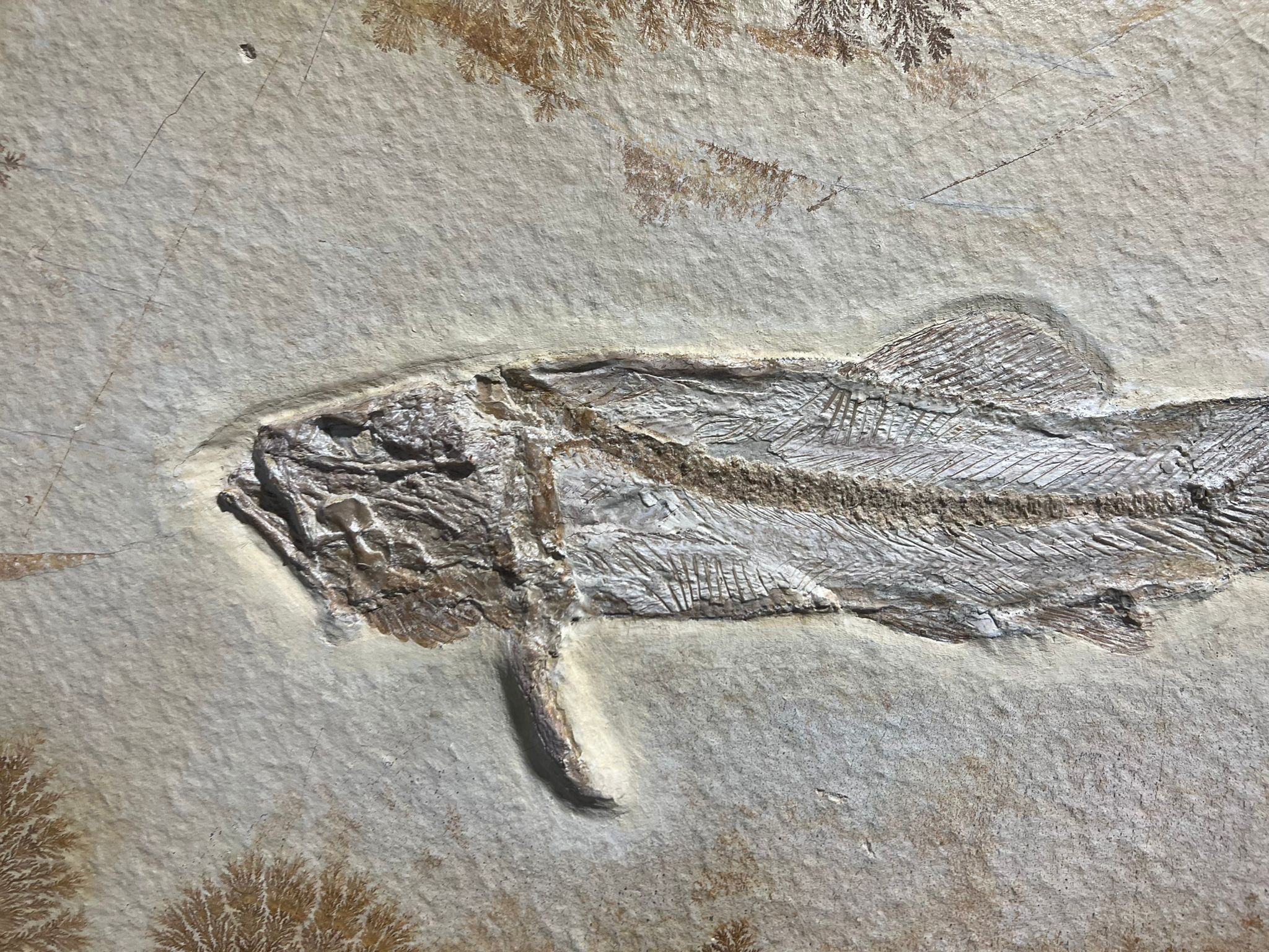 Rare Solnhofen Amia Fish - Solnhofenamia elongata - Image 3