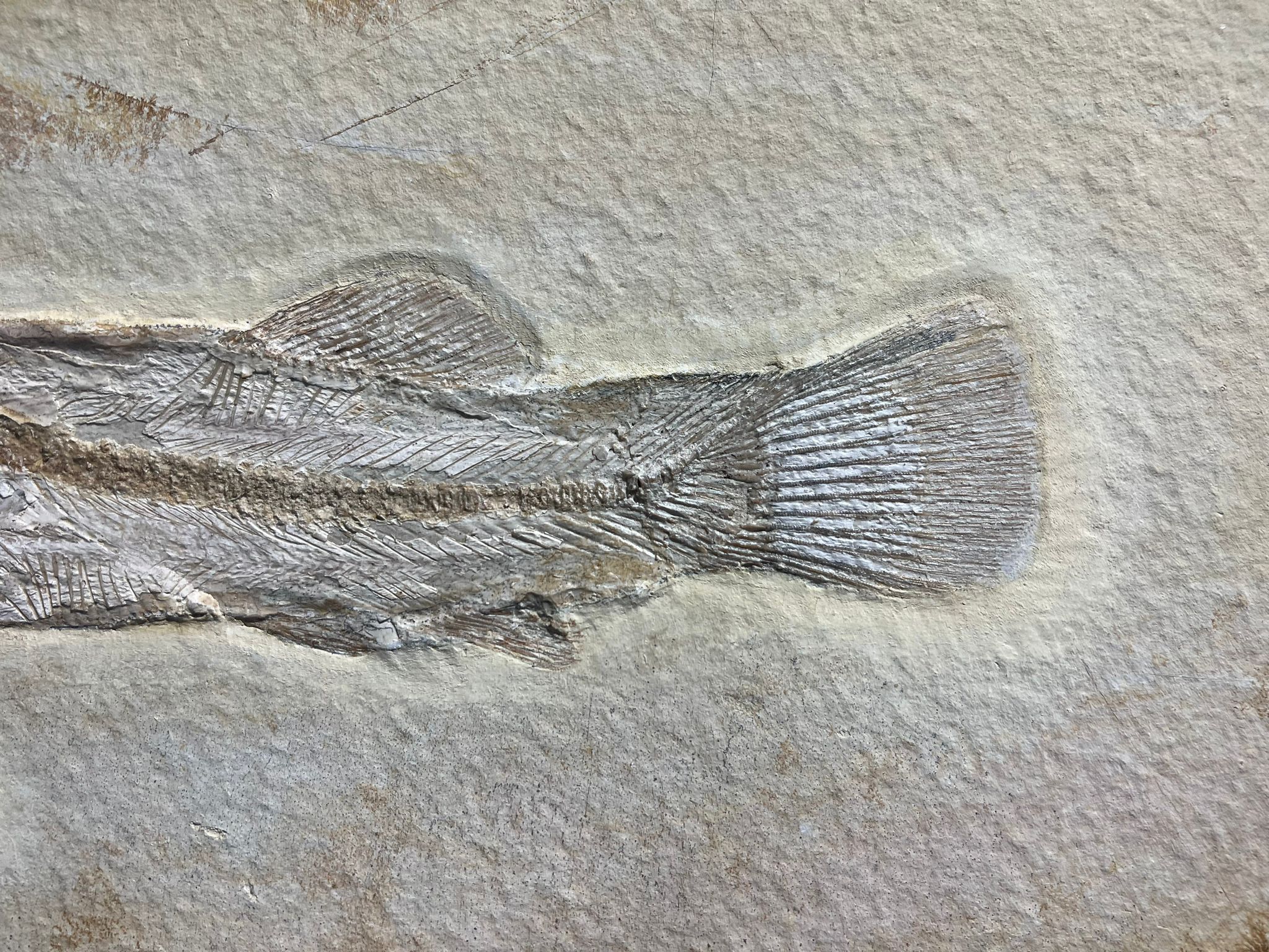 Rare Solnhofen Amia Fish - Solnhofenamia elongata - Image 4