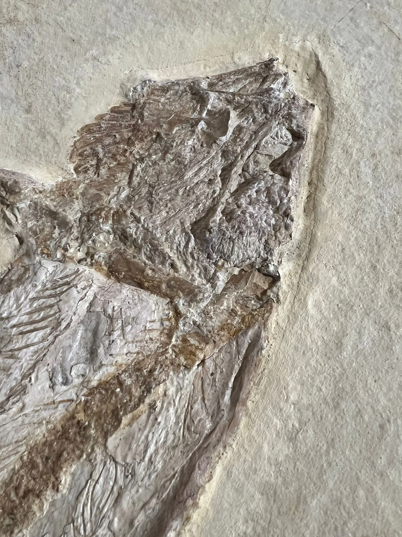 Rare Solnhofen Amia Fish - Solnhofenamia elongata - Image 5