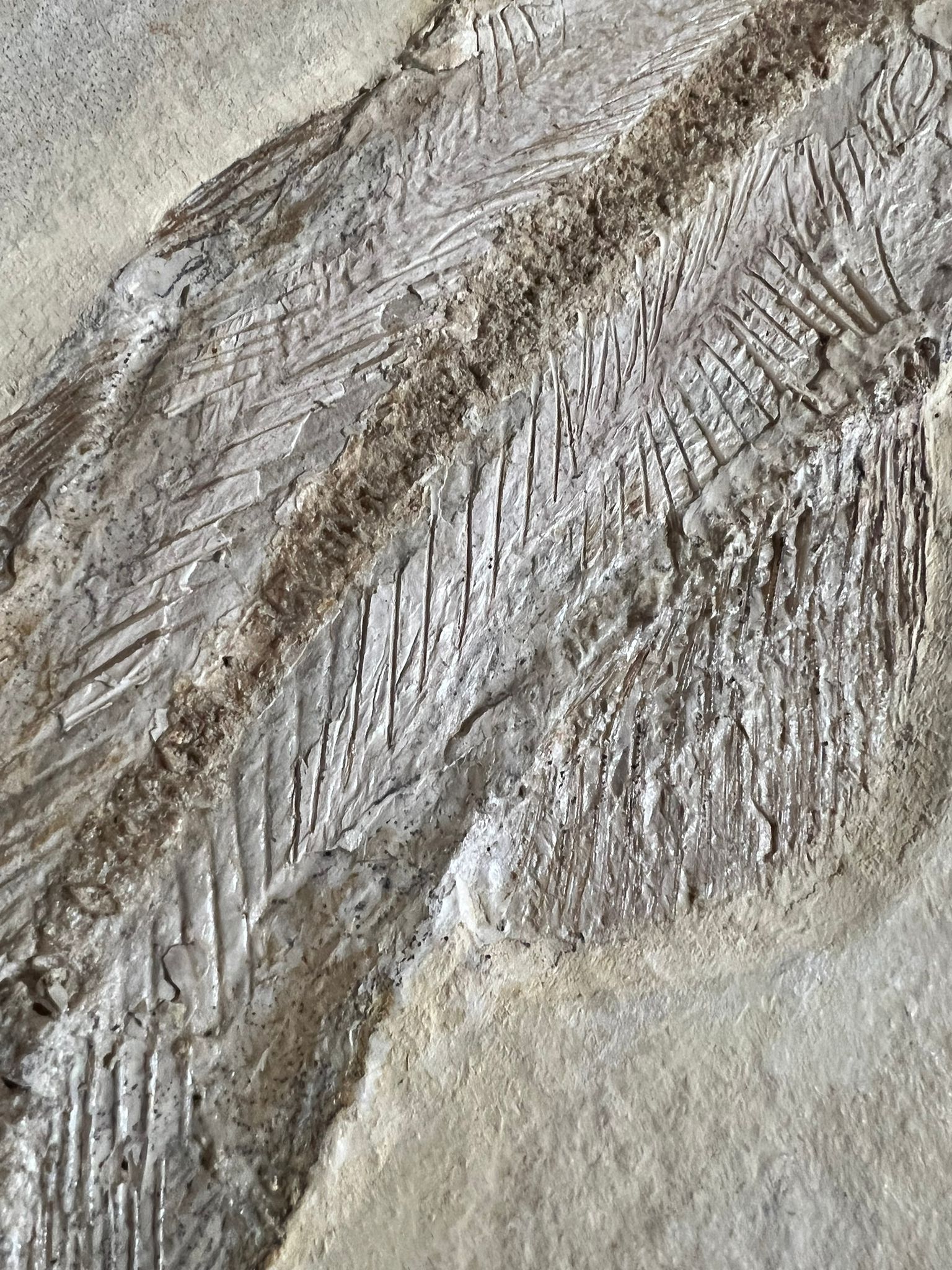 Rare Solnhofen Amia Fish - Solnhofenamia elongata - Image 6