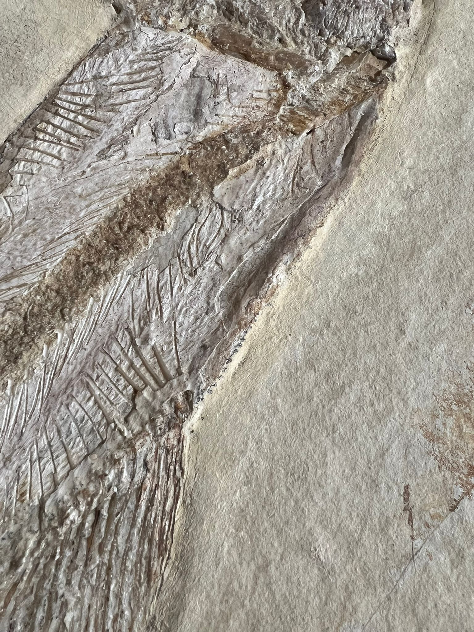 Rare Solnhofen Amia Fish - Solnhofenamia elongata - Image 7