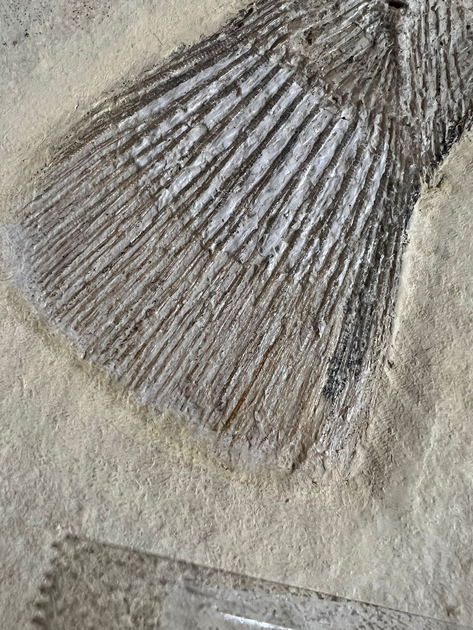 Rare Solnhofen Amia Fish - Solnhofenamia elongata - Image 8