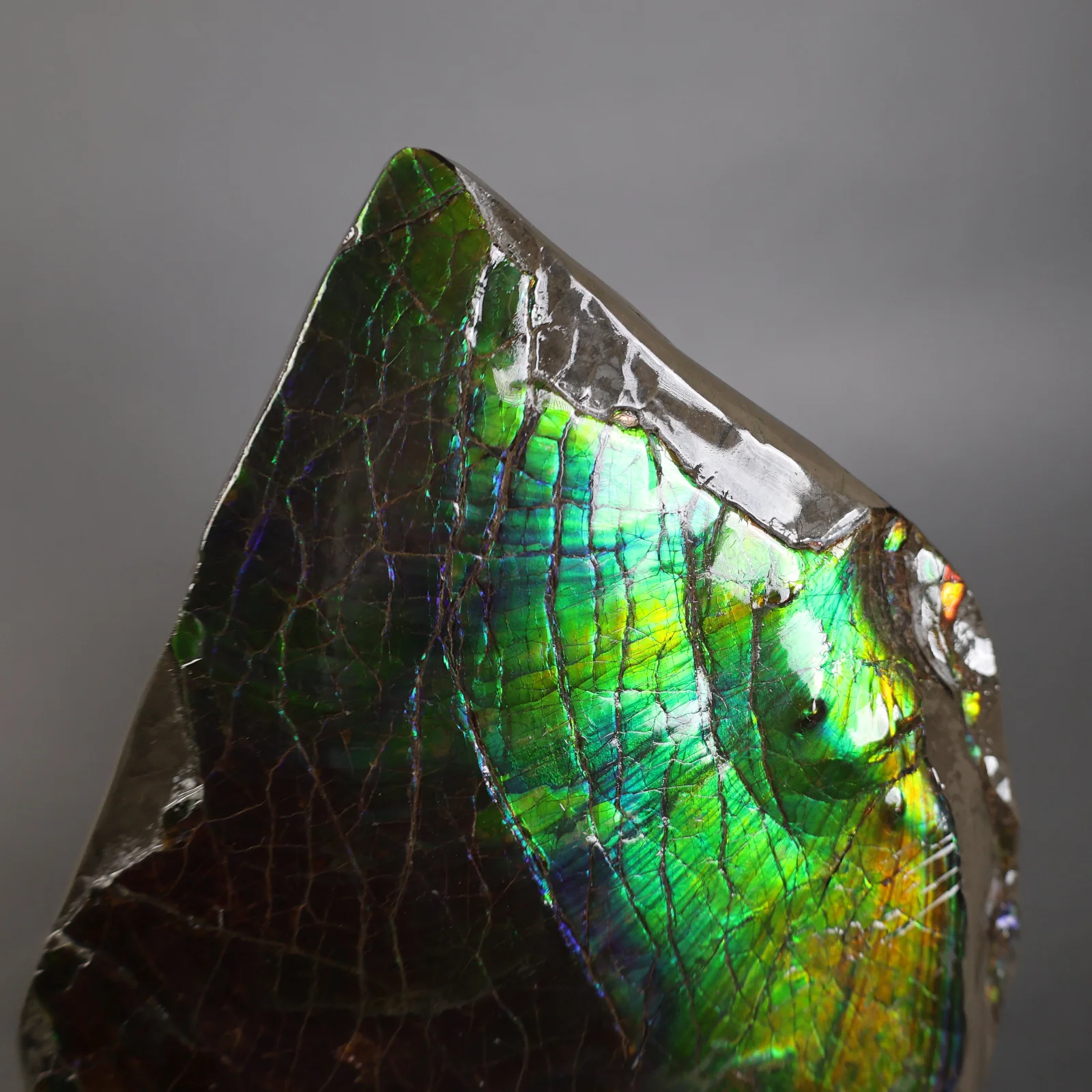 Ammolite Piece with Vibrant Blue - 9.5” - Image 3