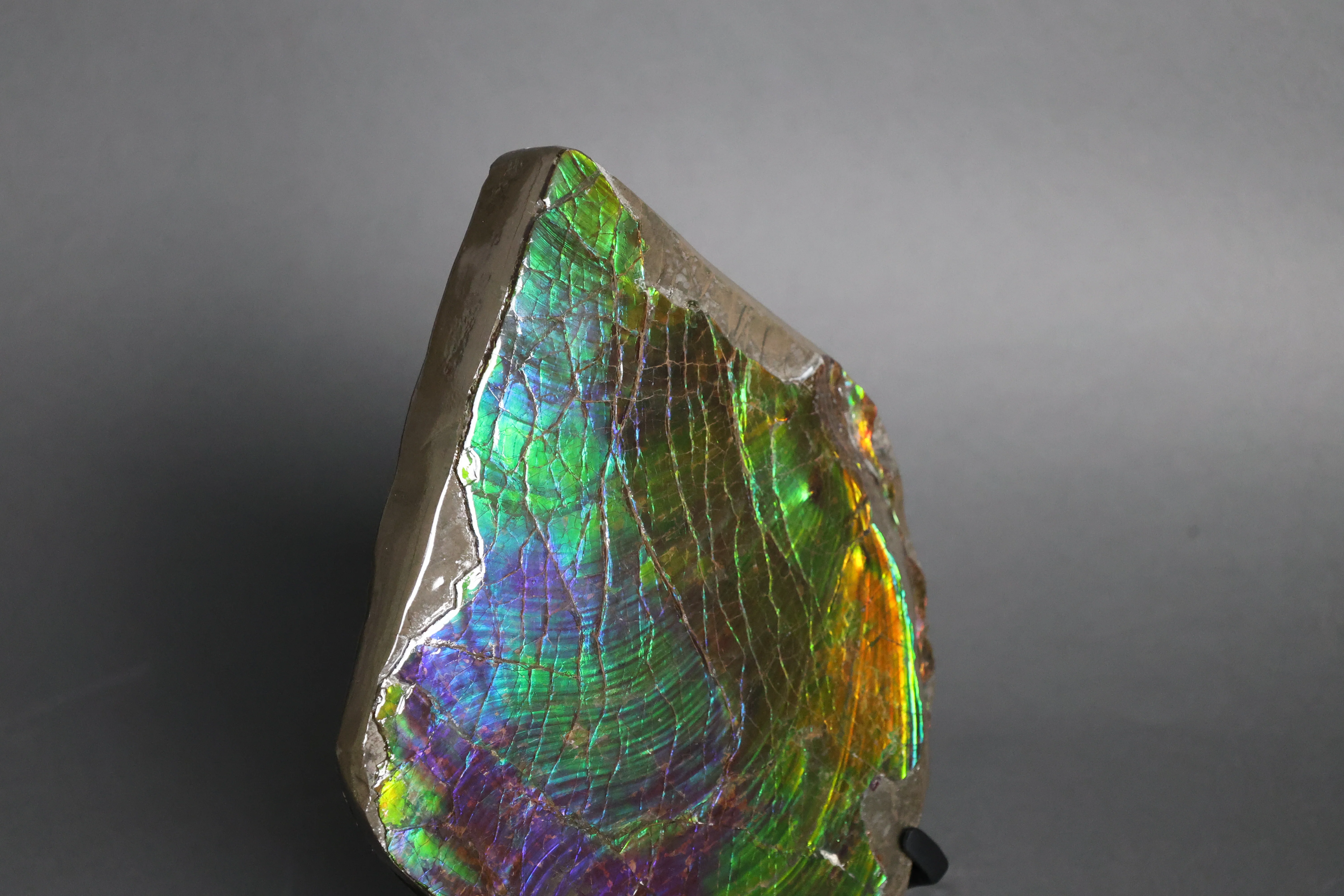 Ammolite Piece with Vibrant Blue - 9.5” - Image 4