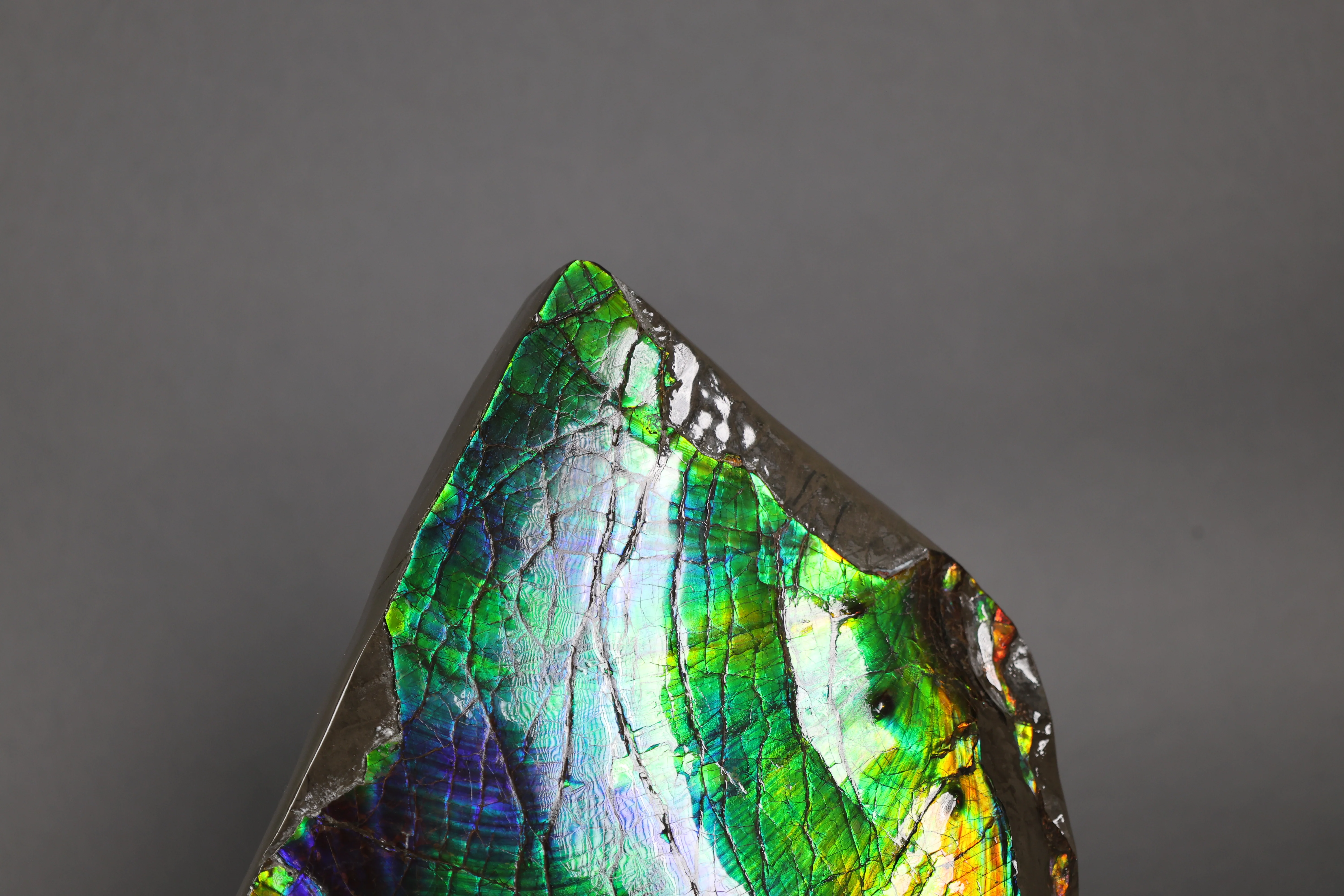 Ammolite Piece with Vibrant Blue - 9.5” - Image 5