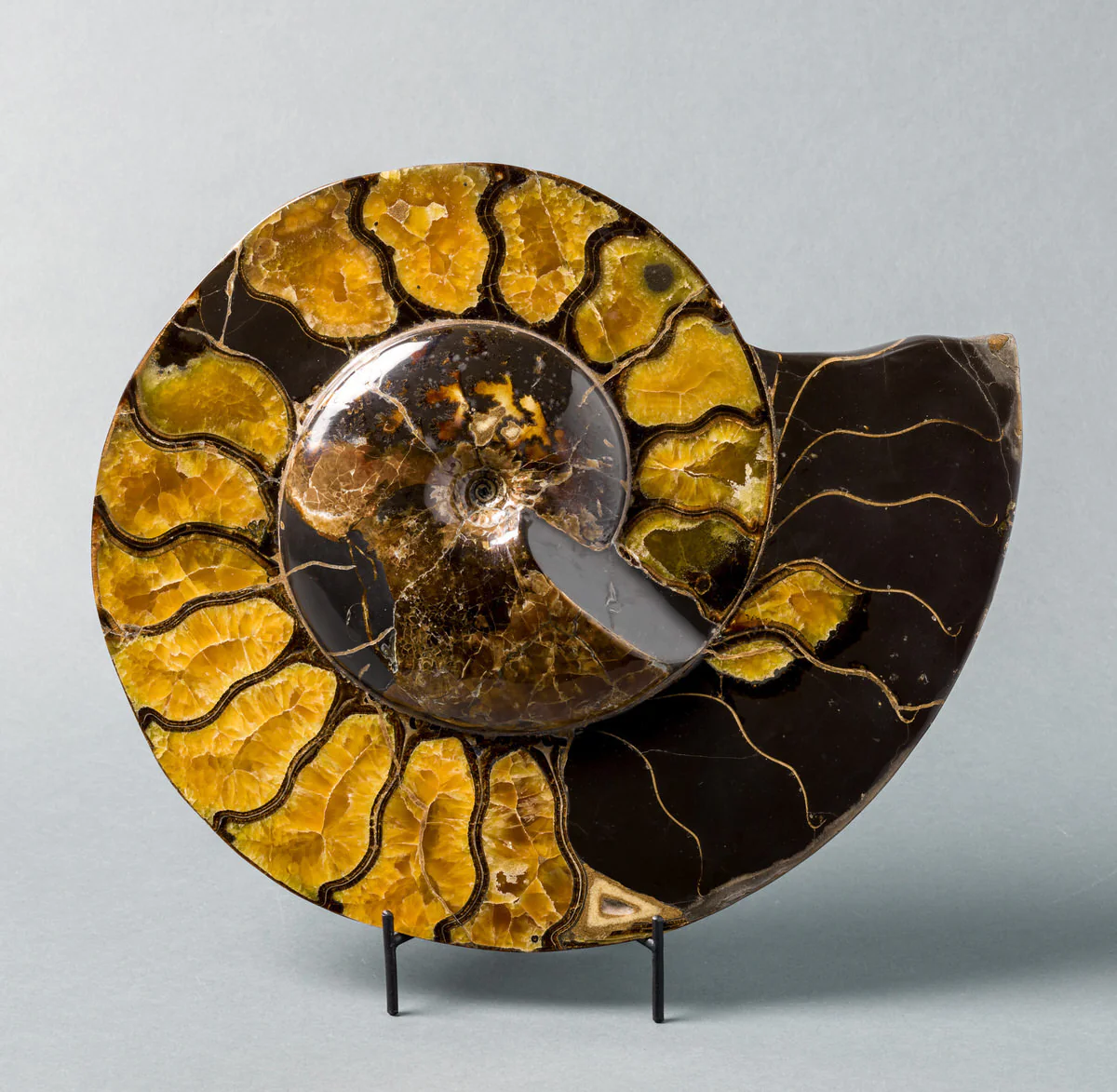 Beautiful Craspedodiscus Ammonite - 15.5" - Image 3