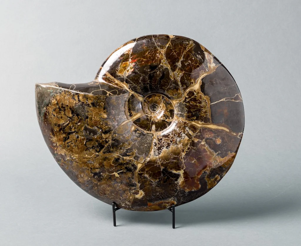 Beautiful Craspedodiscus Ammonite - 15.5" - Image 4