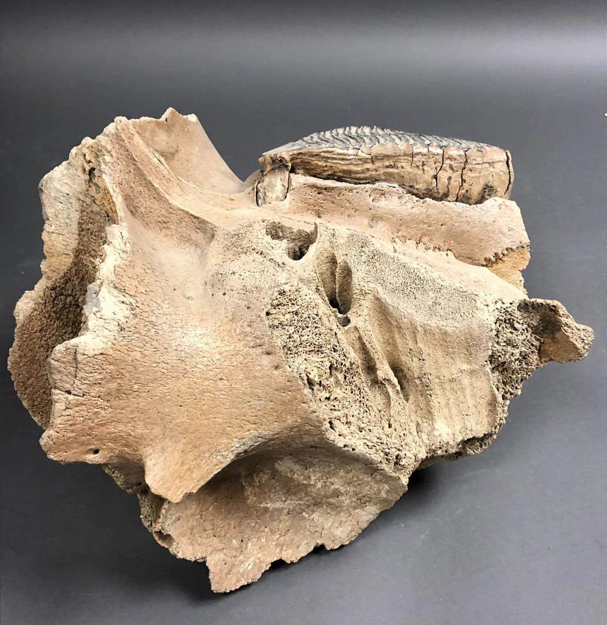 Woolly Mammoth Upper Jaw with Large Molar - 17 inches - Image 3