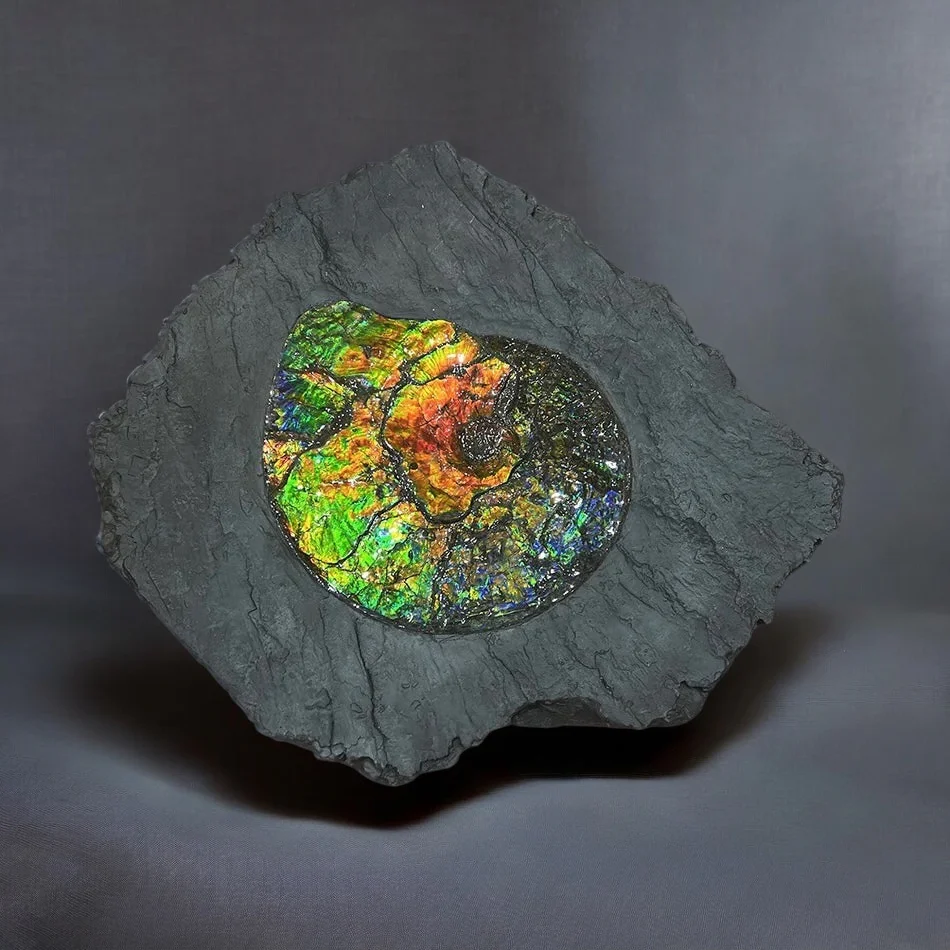 Iridescent Ammonite in Matrix - Image 3
