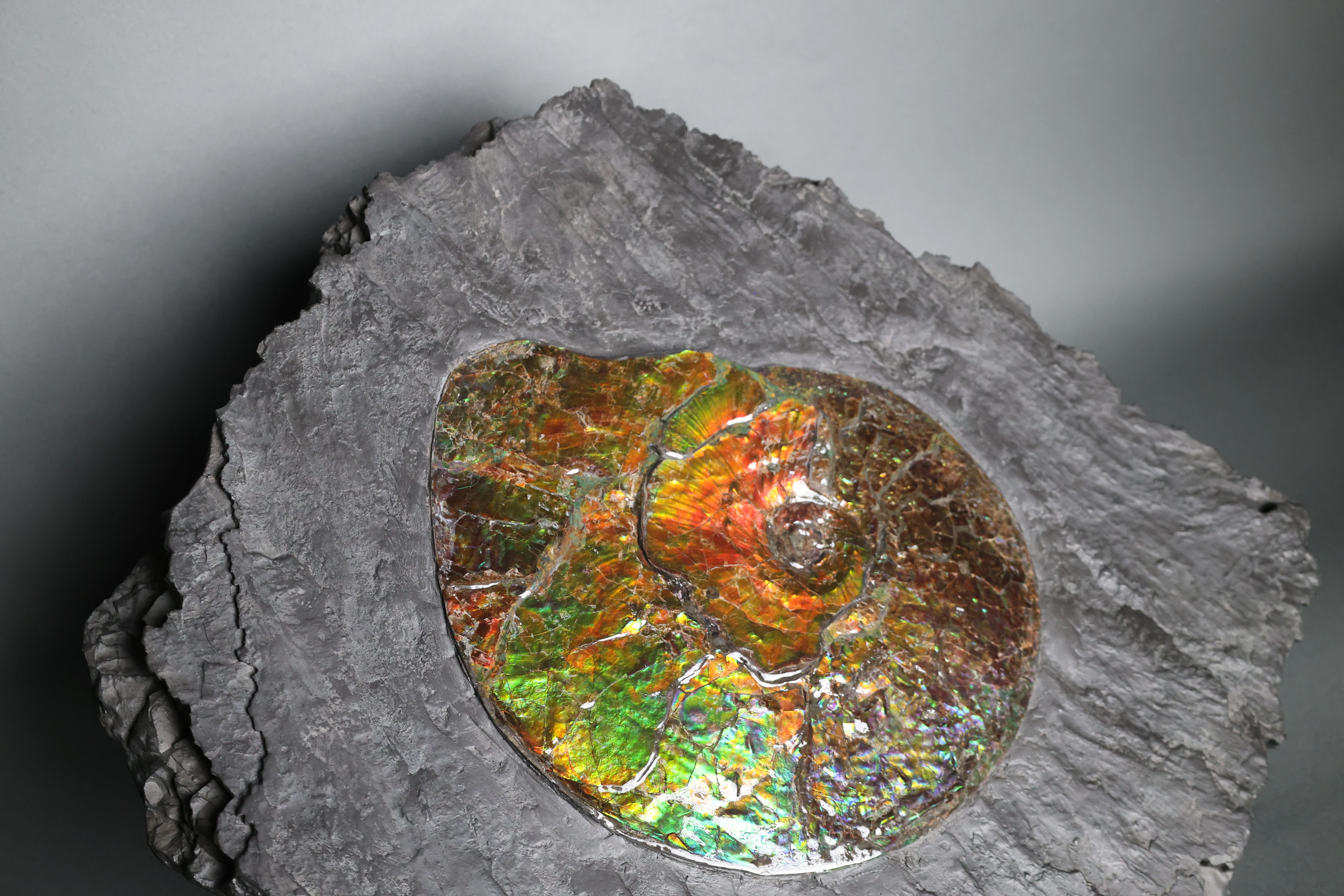 Iridescent Ammonite in Matrix - Image 4