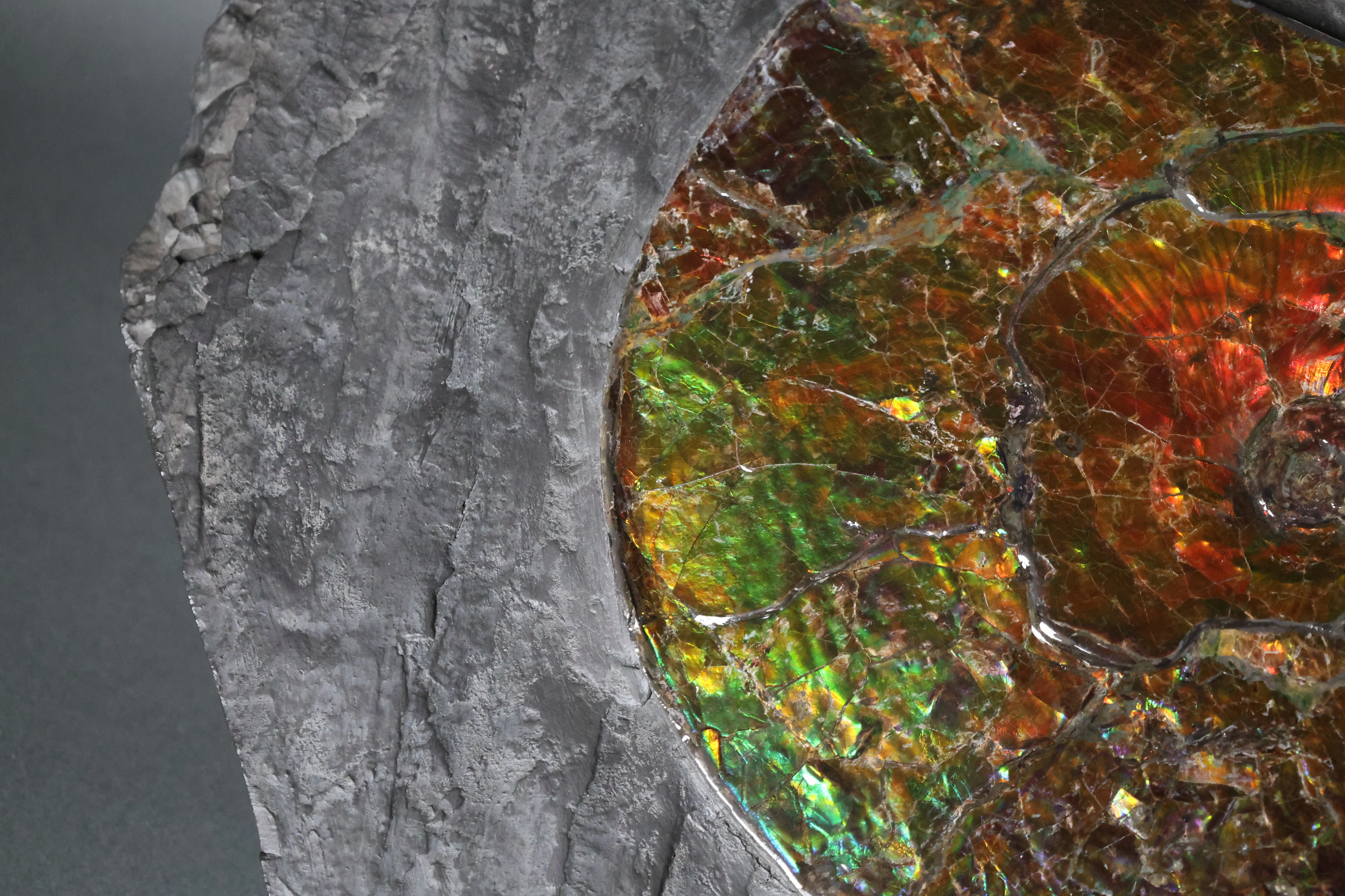 Iridescent Ammonite in Matrix - Image 5