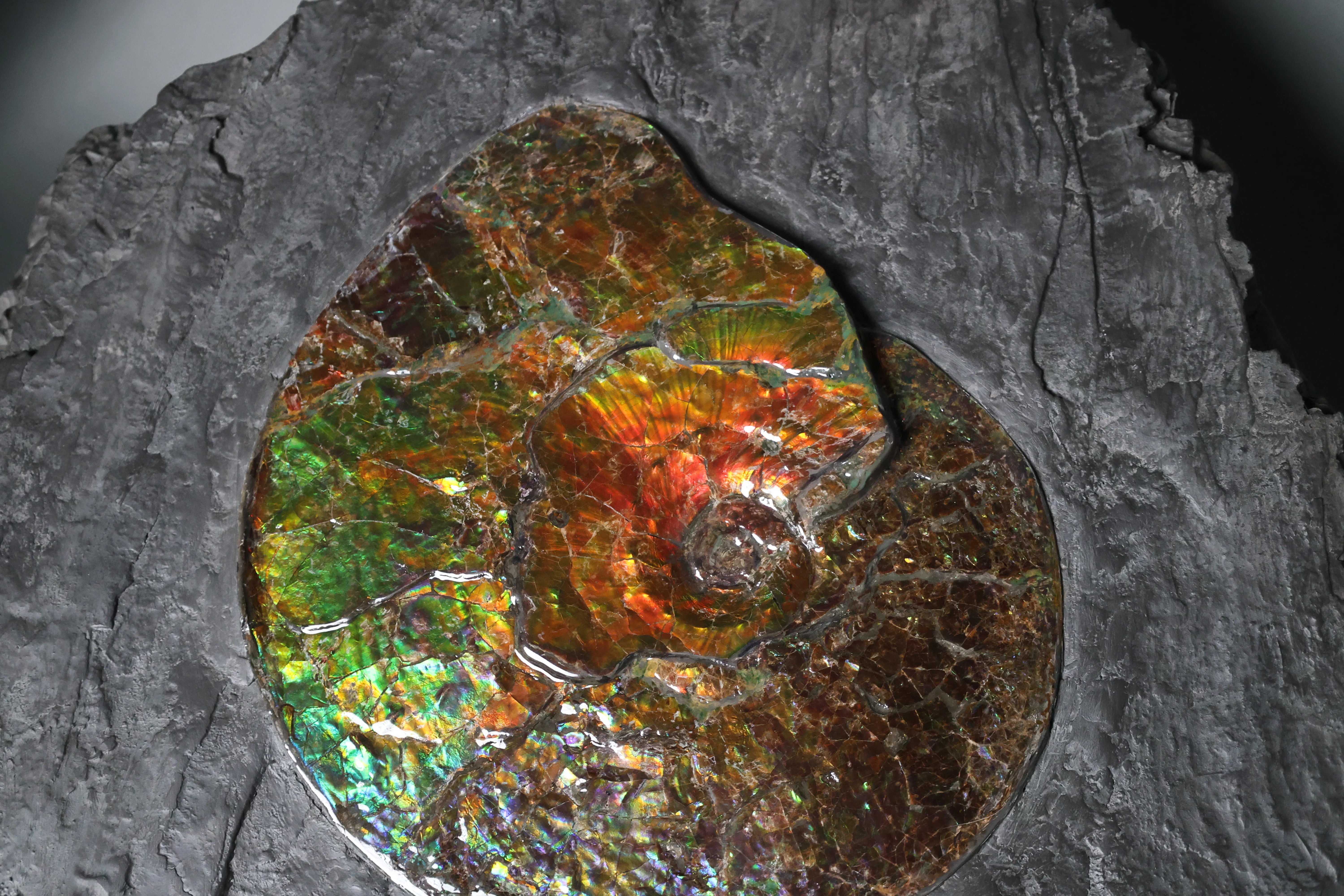 Iridescent Ammonite in Matrix - Image 6