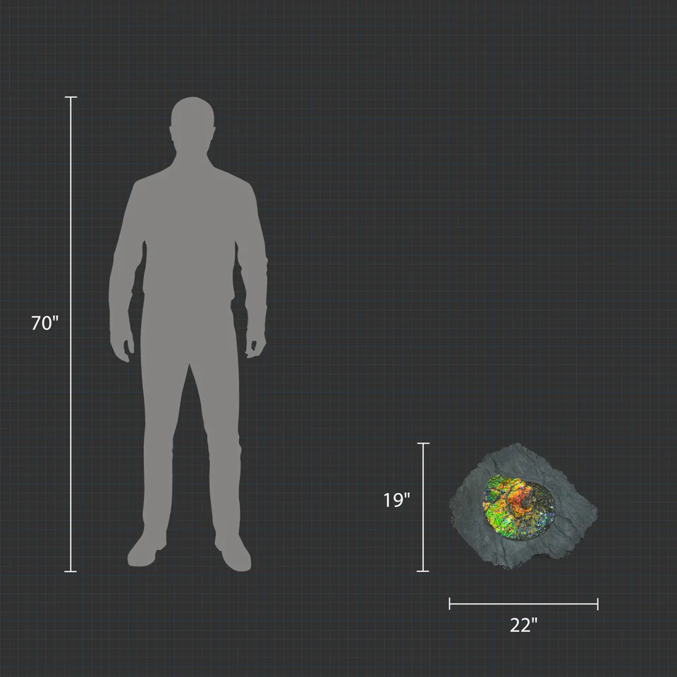 Iridescent Ammonite in Matrix - Image 7
