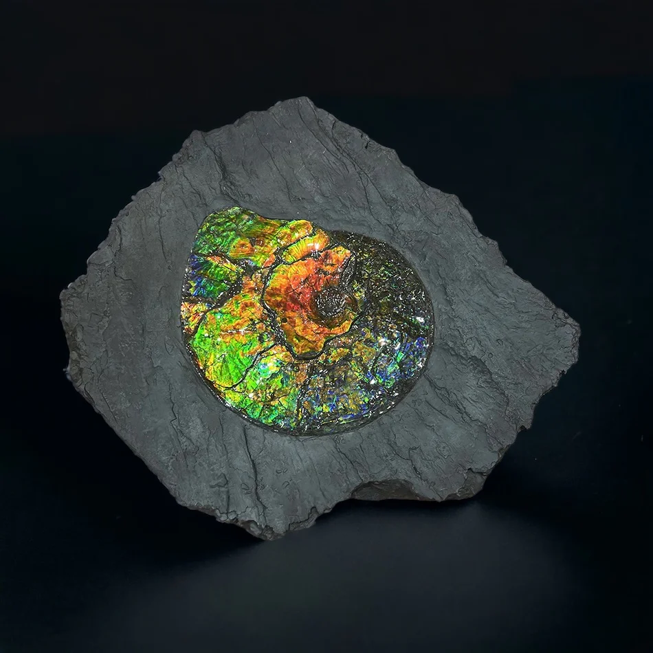Iridescent Ammonite in Matrix - Image 8