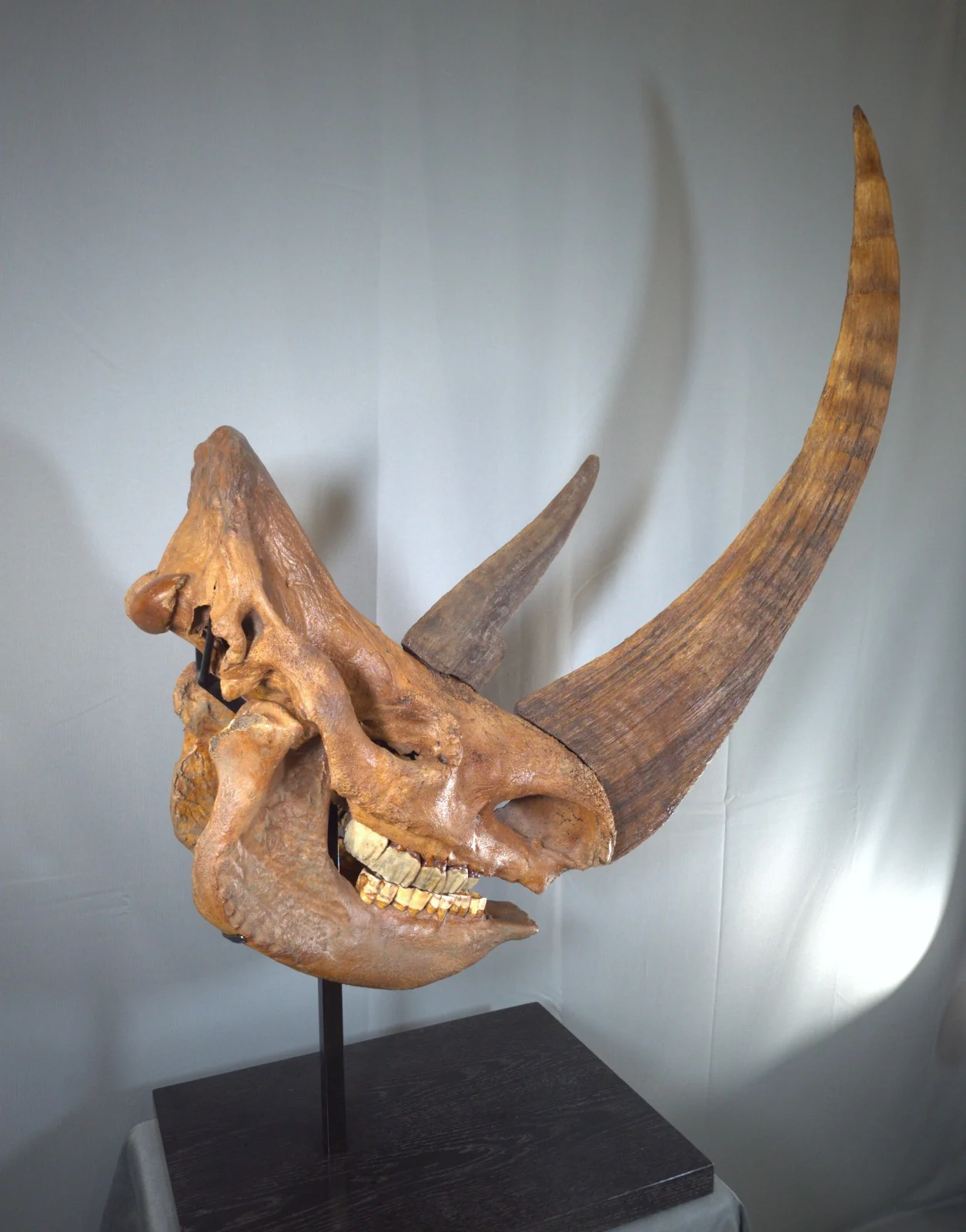 Woolly Rhino Skull - Image 10
