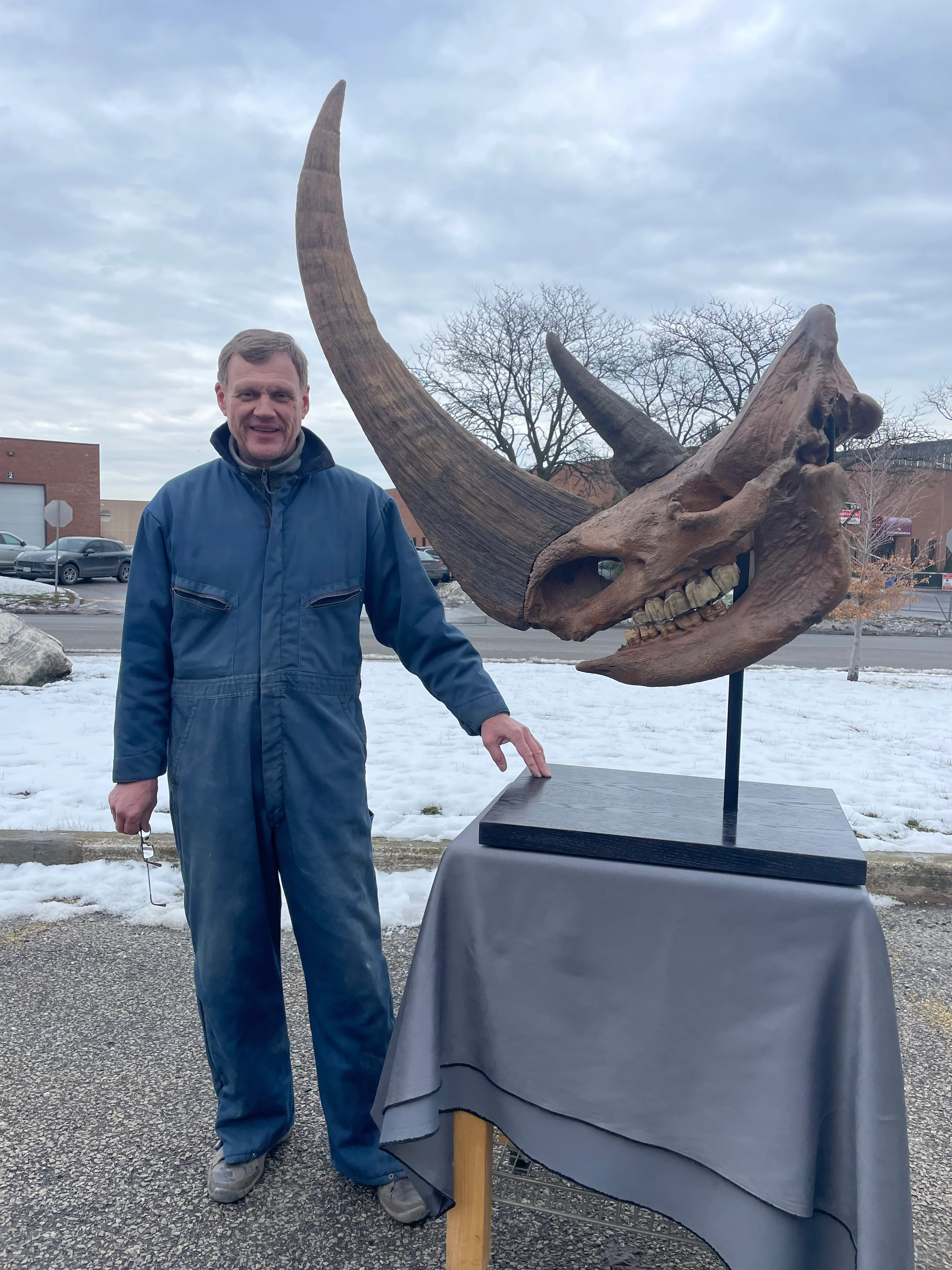 Woolly Rhino Skull - Image 3