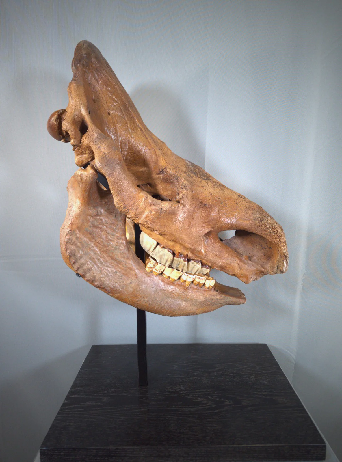 Woolly Rhino Skull - Image 4