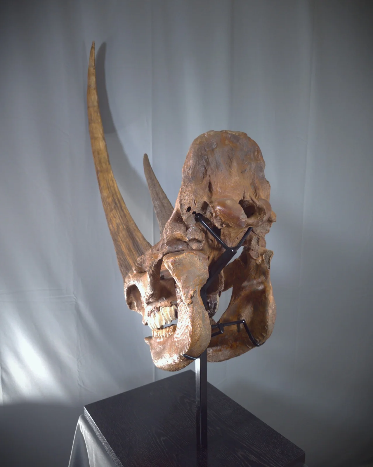 Woolly Rhino Skull - Image 5