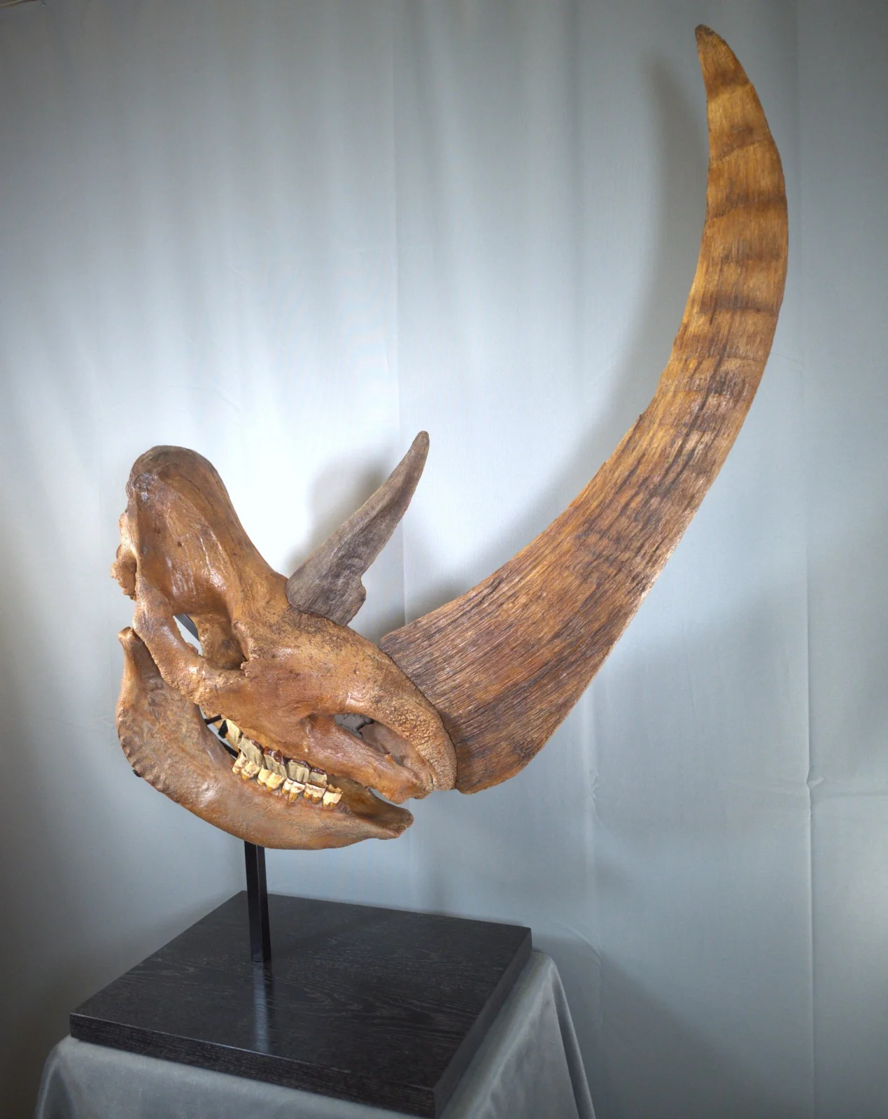 Woolly Rhino Skull - Image 6