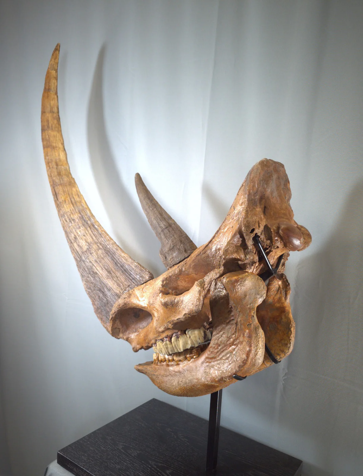 Woolly Rhino Skull - Image 7