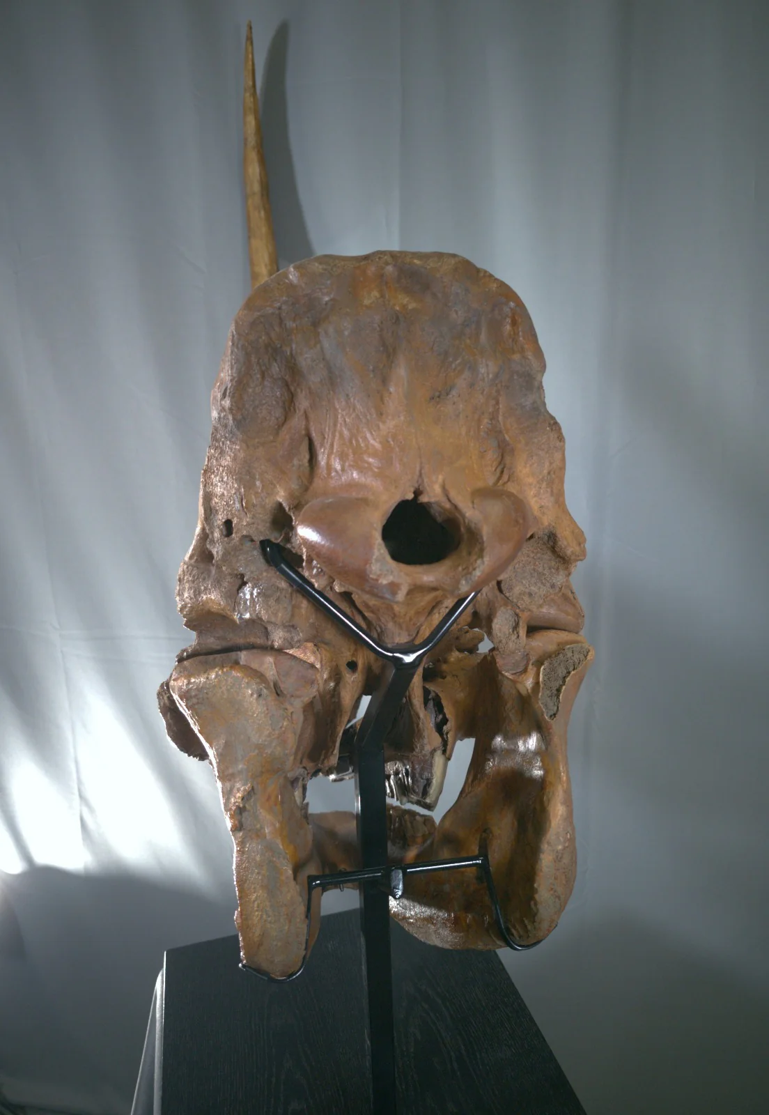 Woolly Rhino Skull - Image 8