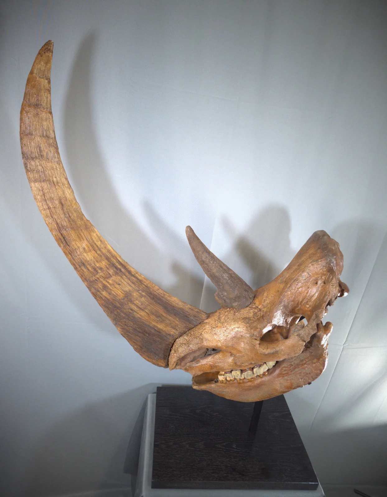Woolly Rhino Skull - Image 9