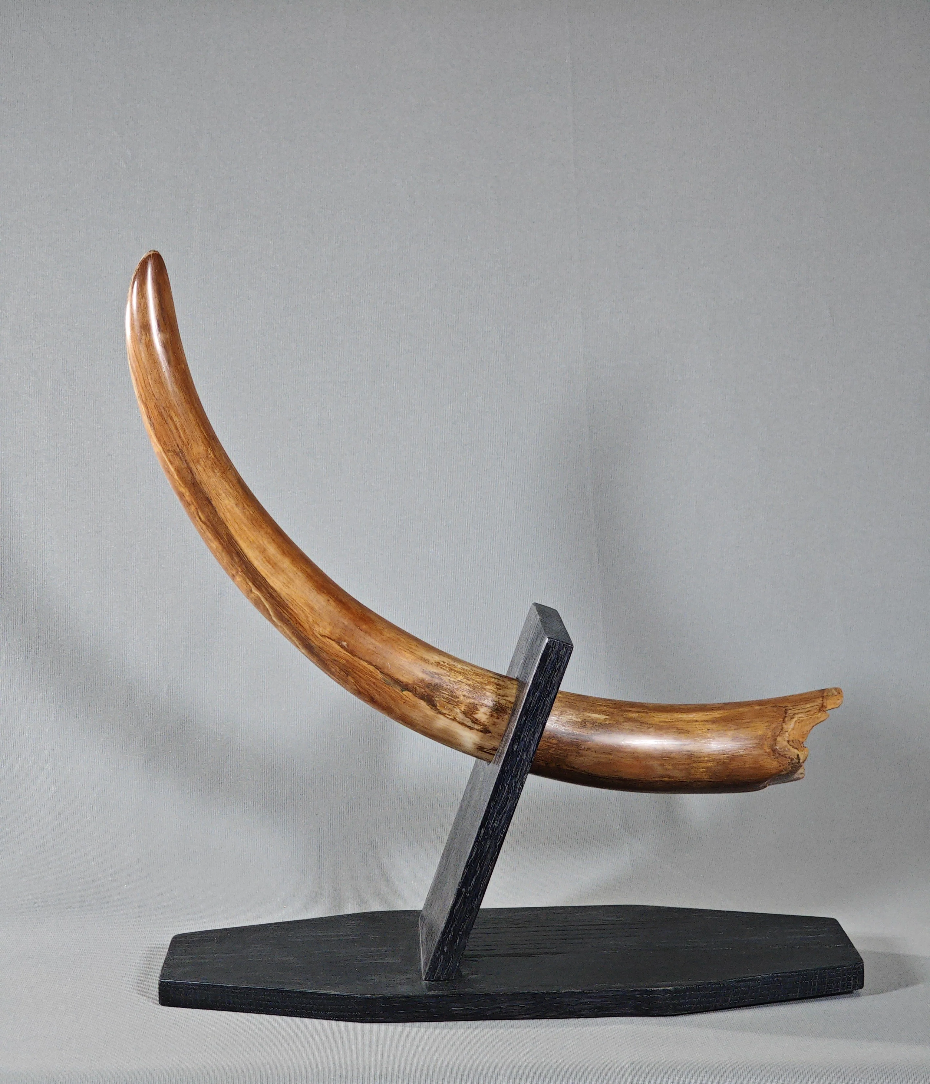 Discover All Fossils