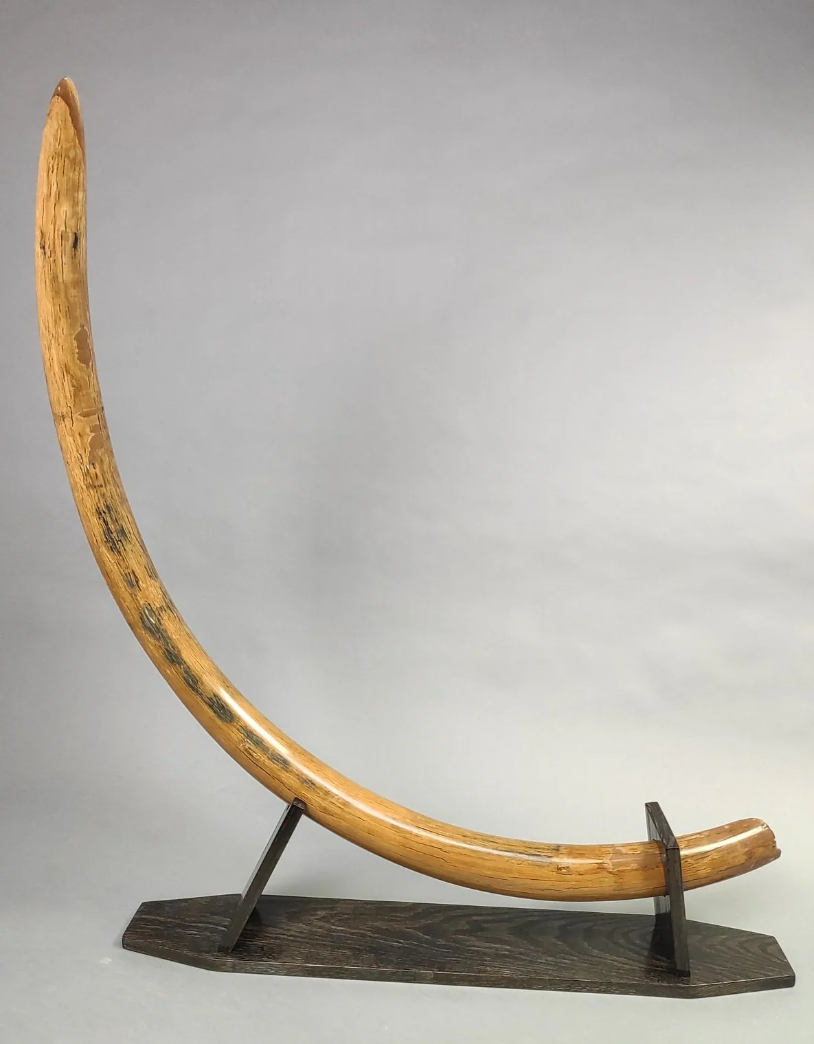 Woolly Mammoth Tusk - 69.5” - Image 3