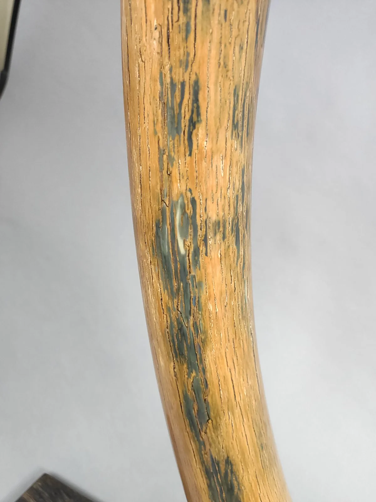 Woolly Mammoth Tusk - 69.5” - Image 4