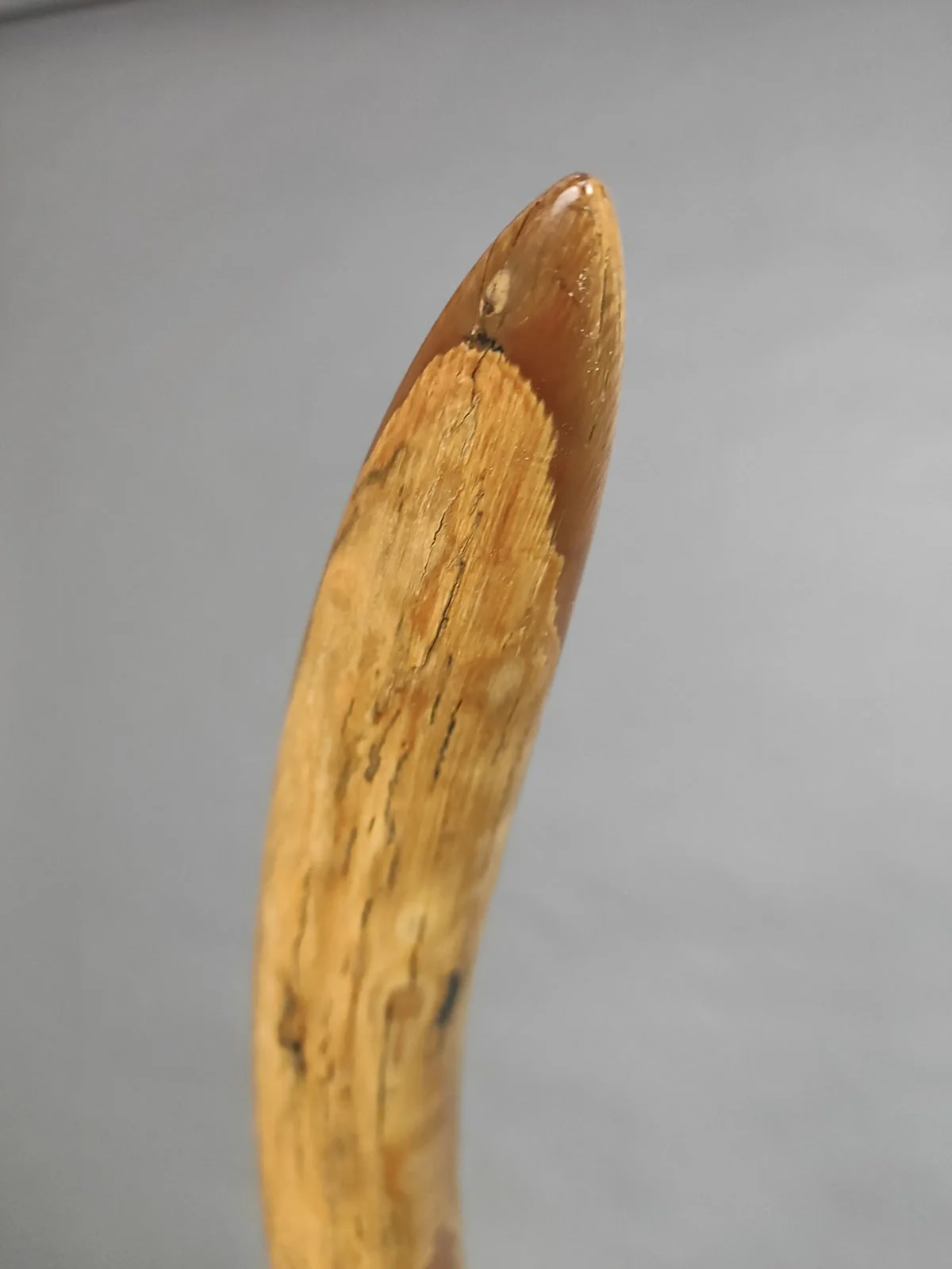 Woolly Mammoth Tusk - 69.5” - Image 6