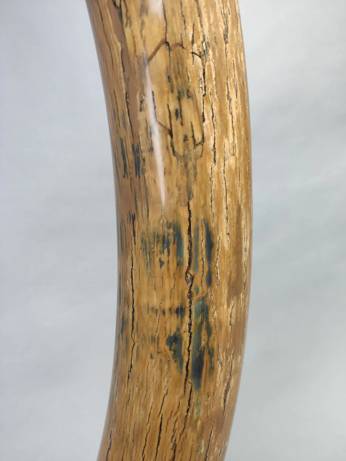 Woolly Mammoth Tusk - 69.5” - Image 7