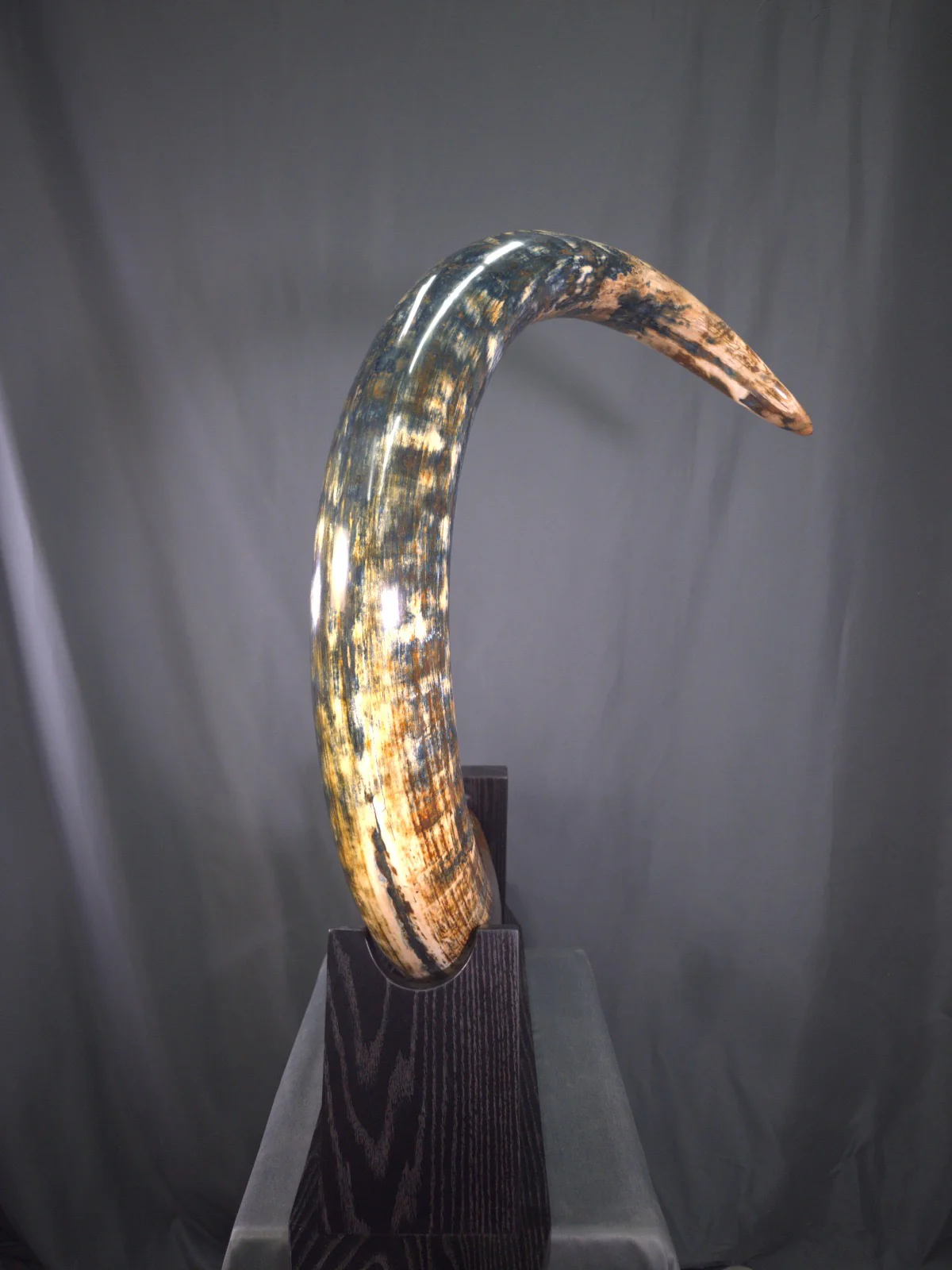 Woolly Mammoth Tusk with Blue Patina — 8' 3'' long - Image 4