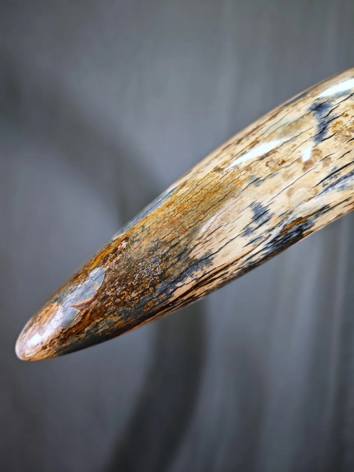 Woolly Mammoth Tusk with Blue Patina — 8' 3'' long - Image 5