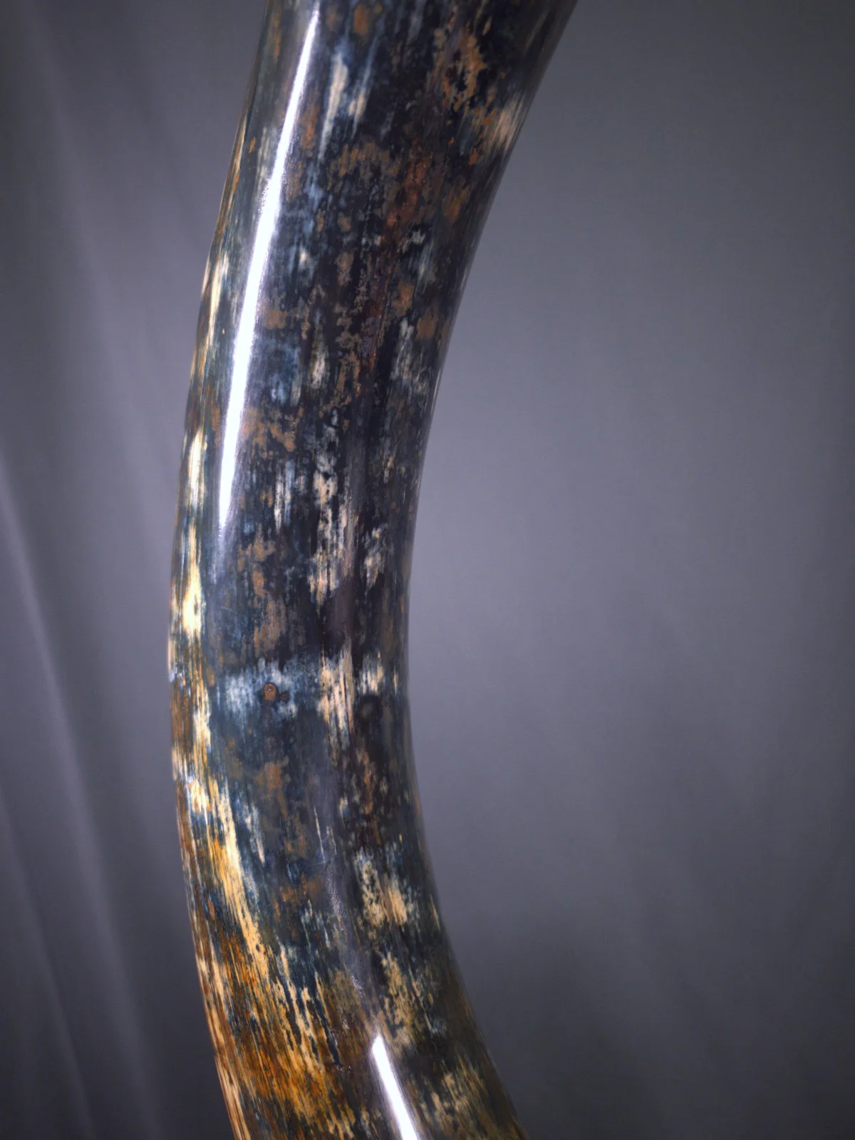 Woolly Mammoth Tusk with Blue Patina — 8' 3'' long - Image 7