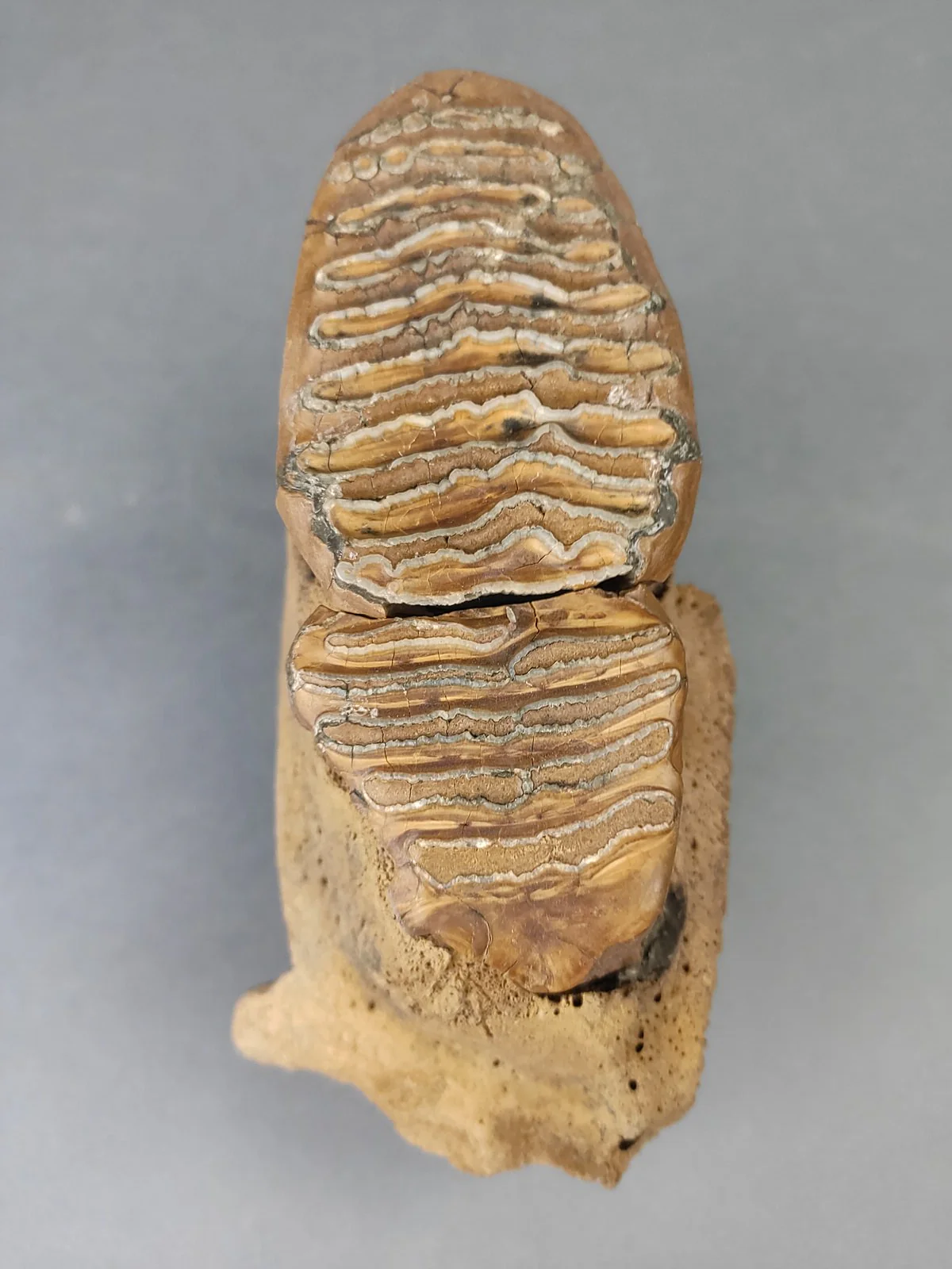 Woolly Mammoth Upper Jaw Section from Siberia - 8 inches - Image 3