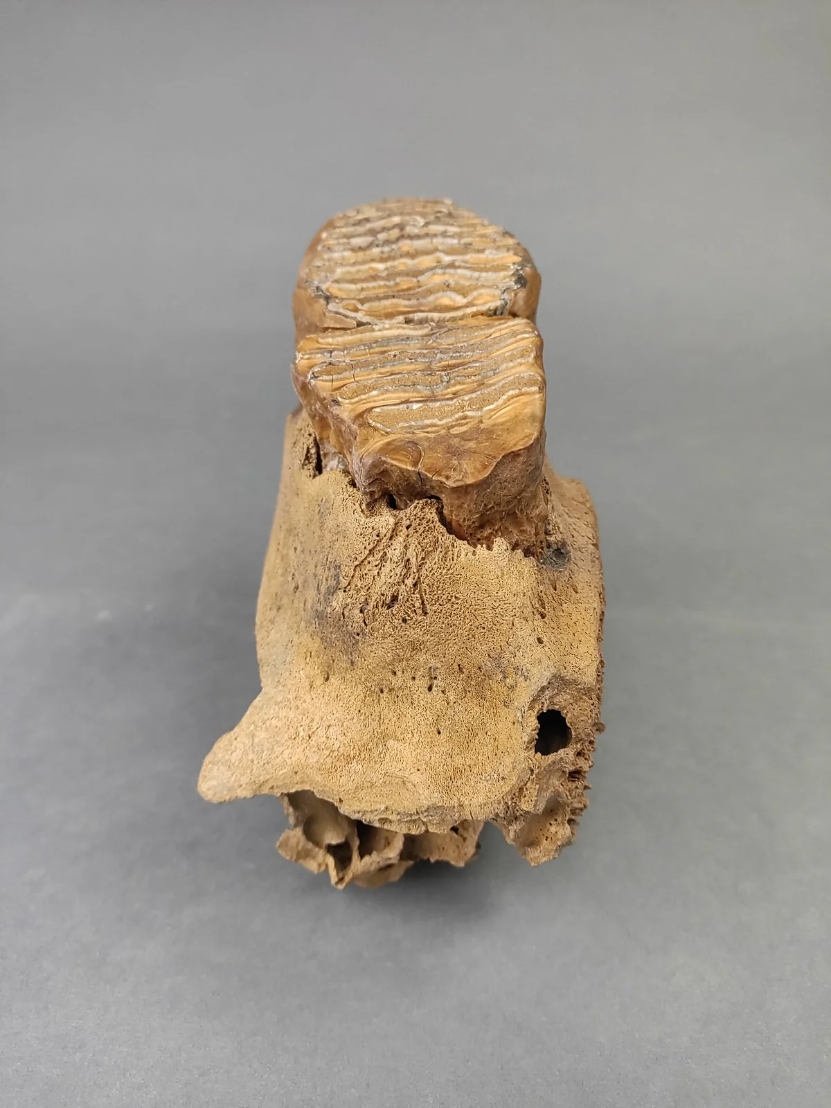 Woolly Mammoth Upper Jaw Section from Siberia - 8 inches - Image 4