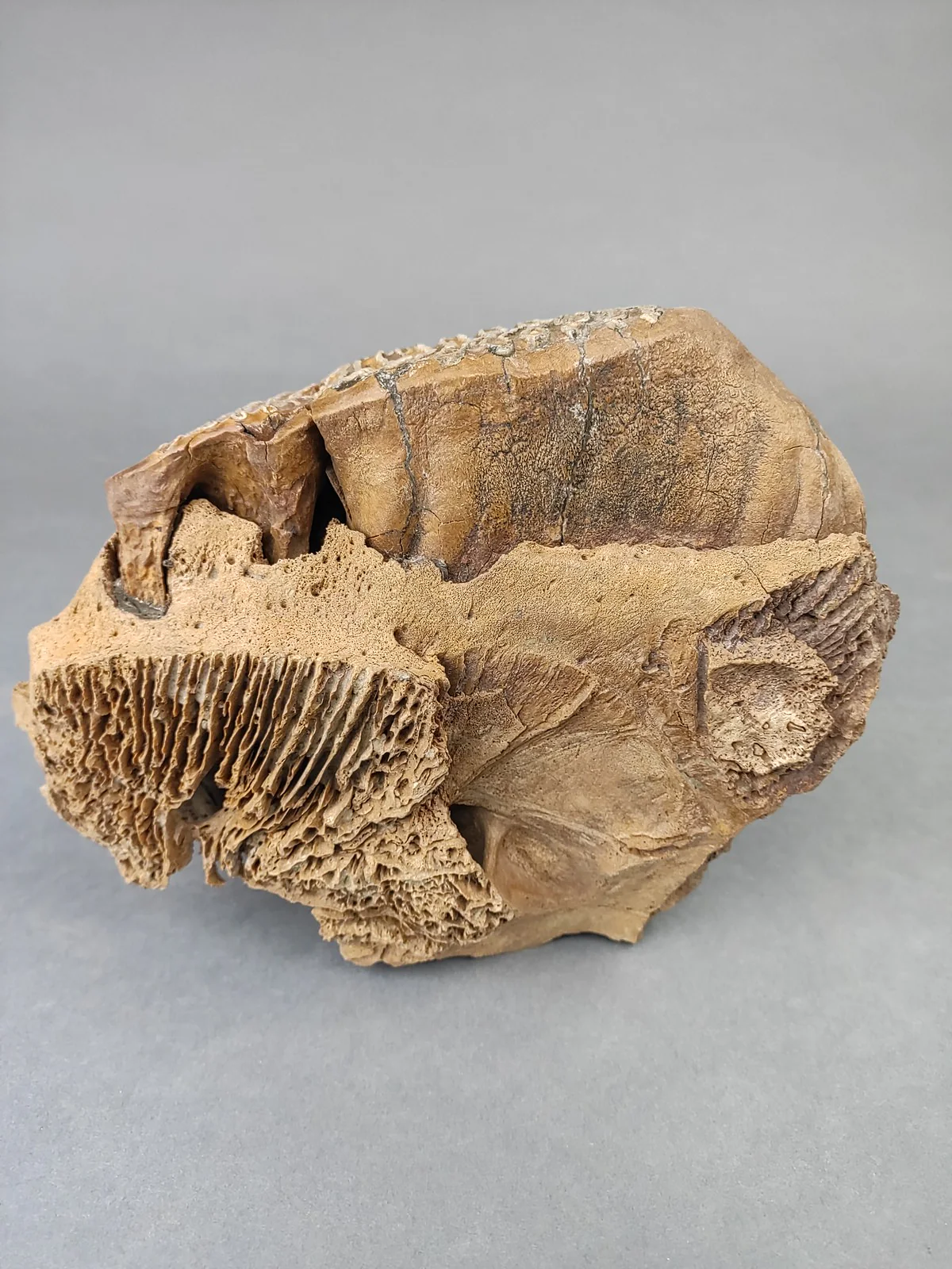 Woolly Mammoth Upper Jaw Section from Siberia - 8 inches - Image 5