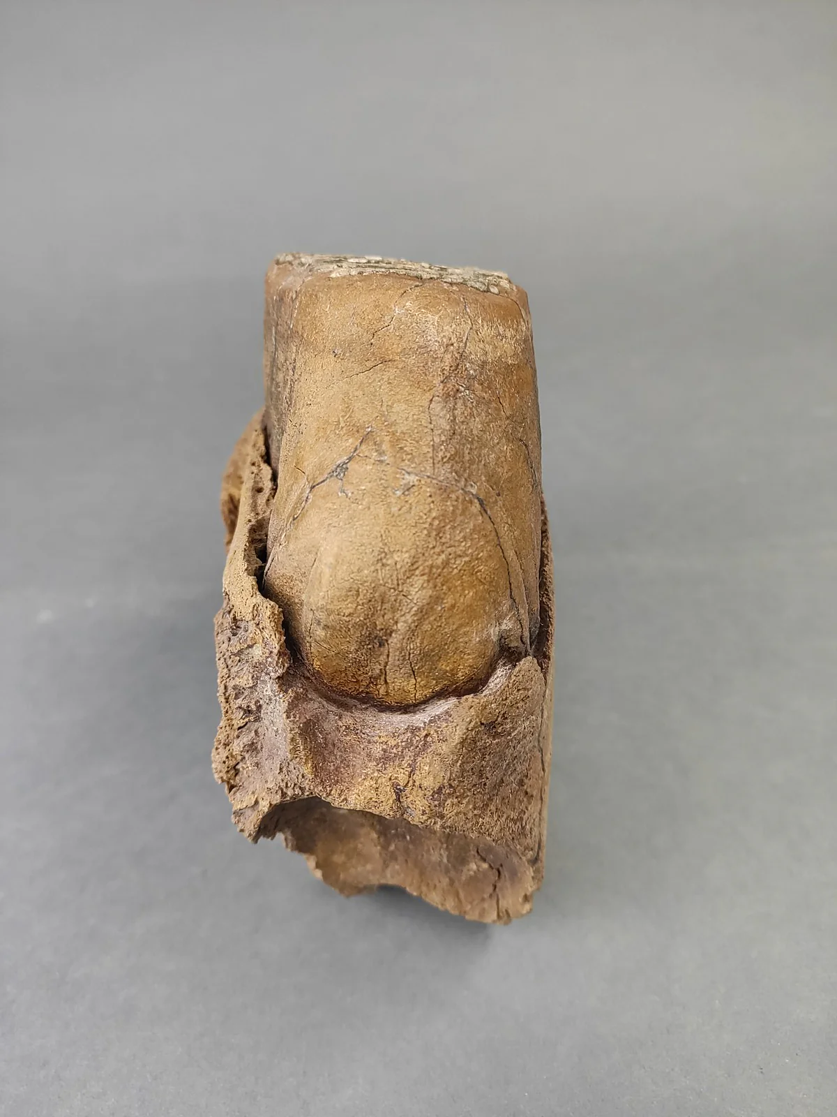 Woolly Mammoth Upper Jaw Section from Siberia - 8 inches - Image 6